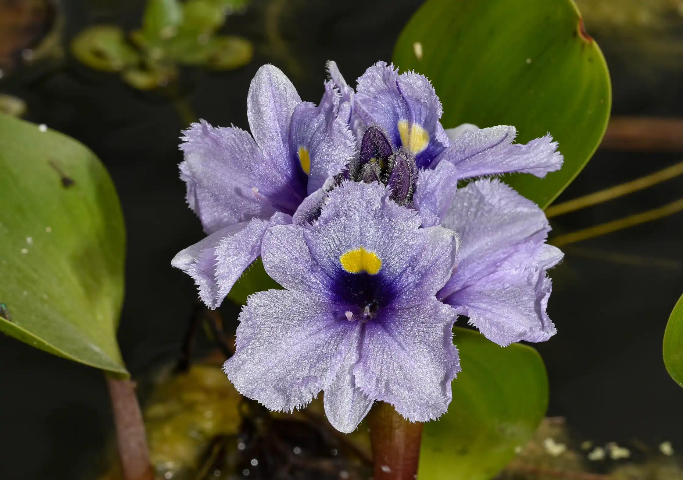 Pontederia azurea Sw.