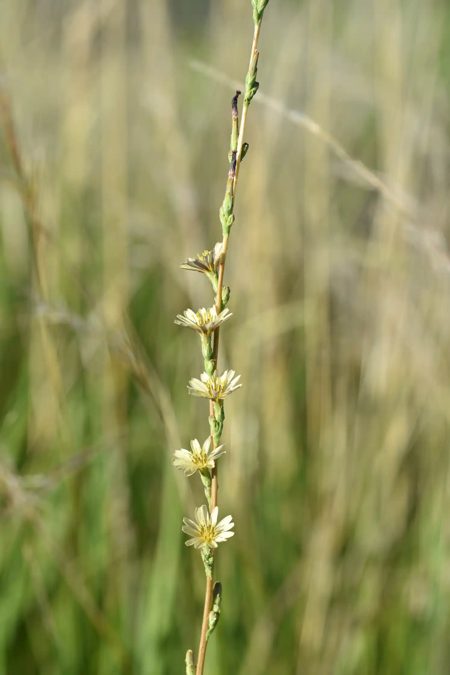 Lactuca saligna L.