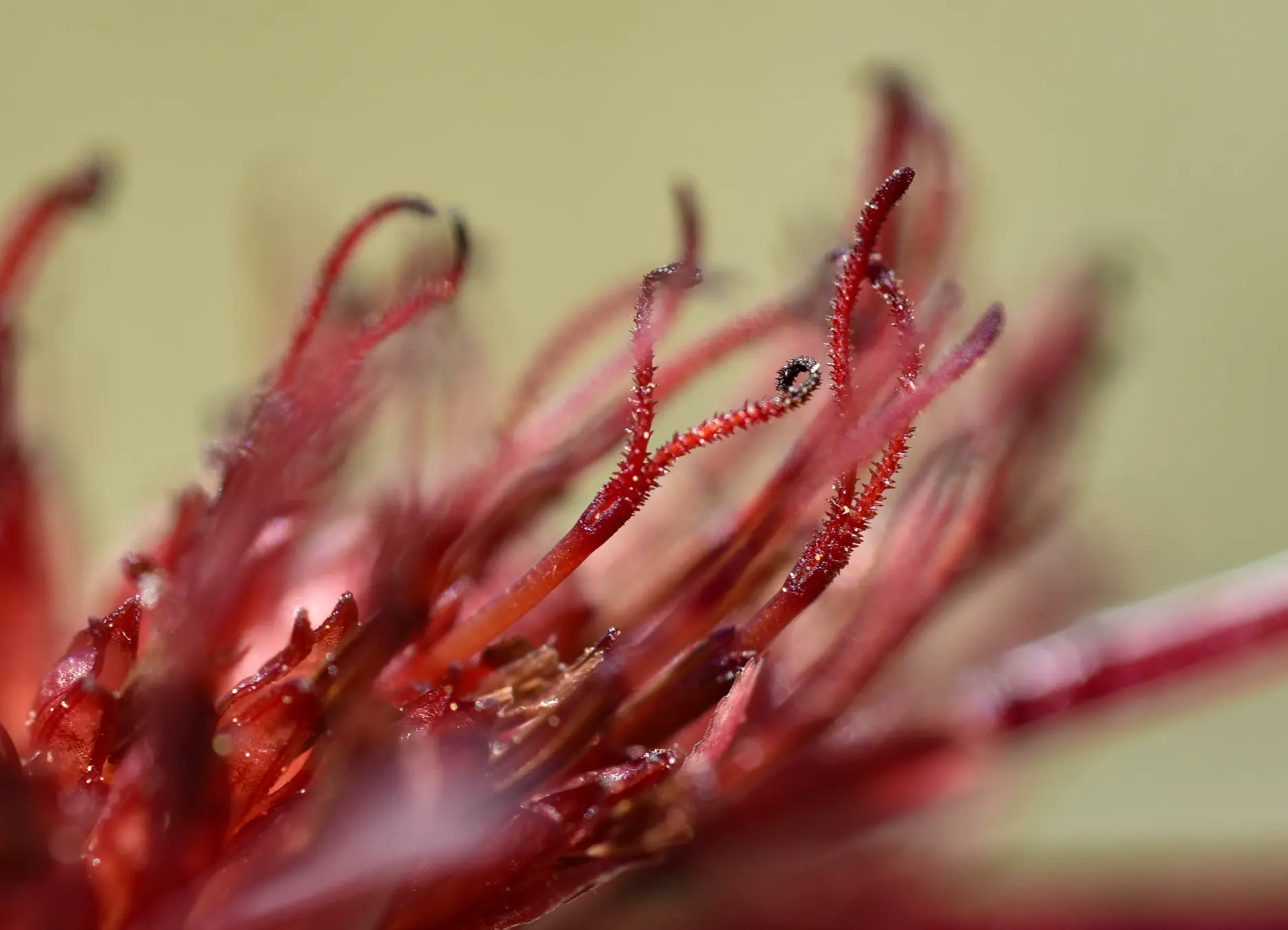 Isostigma peucedanifolium var. crithmifolium (Less.) Guad.Peter