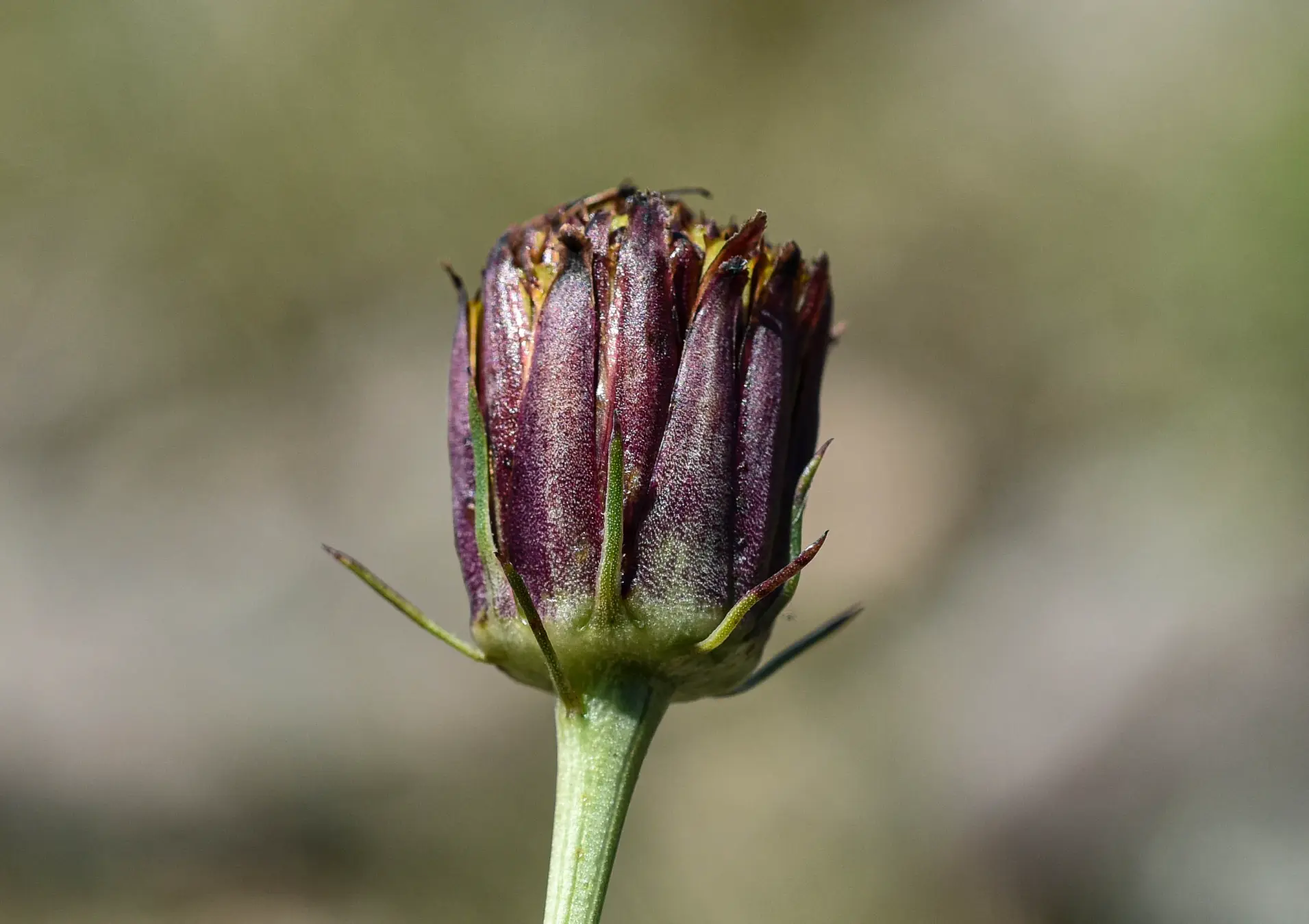 Isostigma peucedanifolium var. crithmifolium (Less.) Guad.Peter