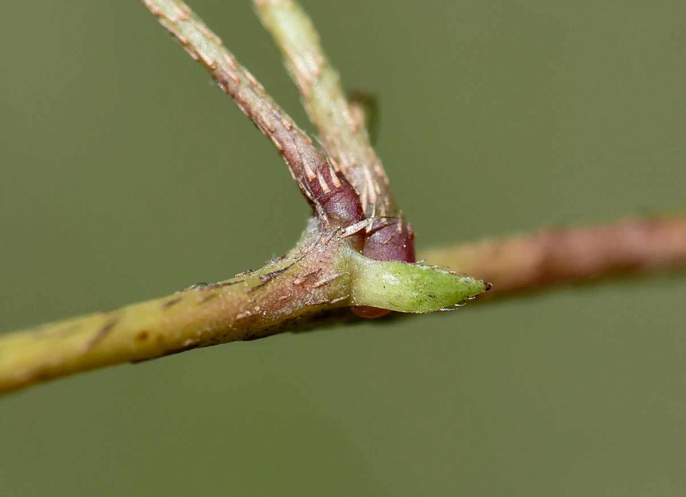 Mimosa dutrae var. dutrae