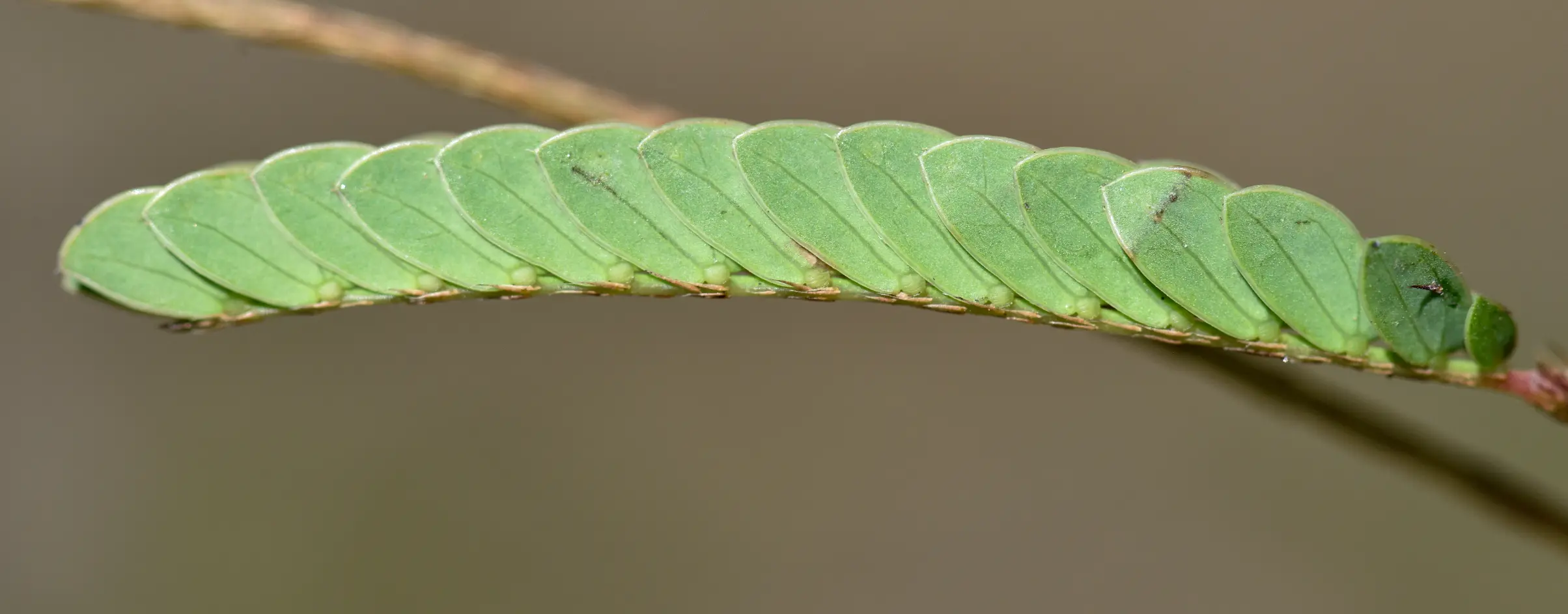 Mimosa dutrae var. dutrae
