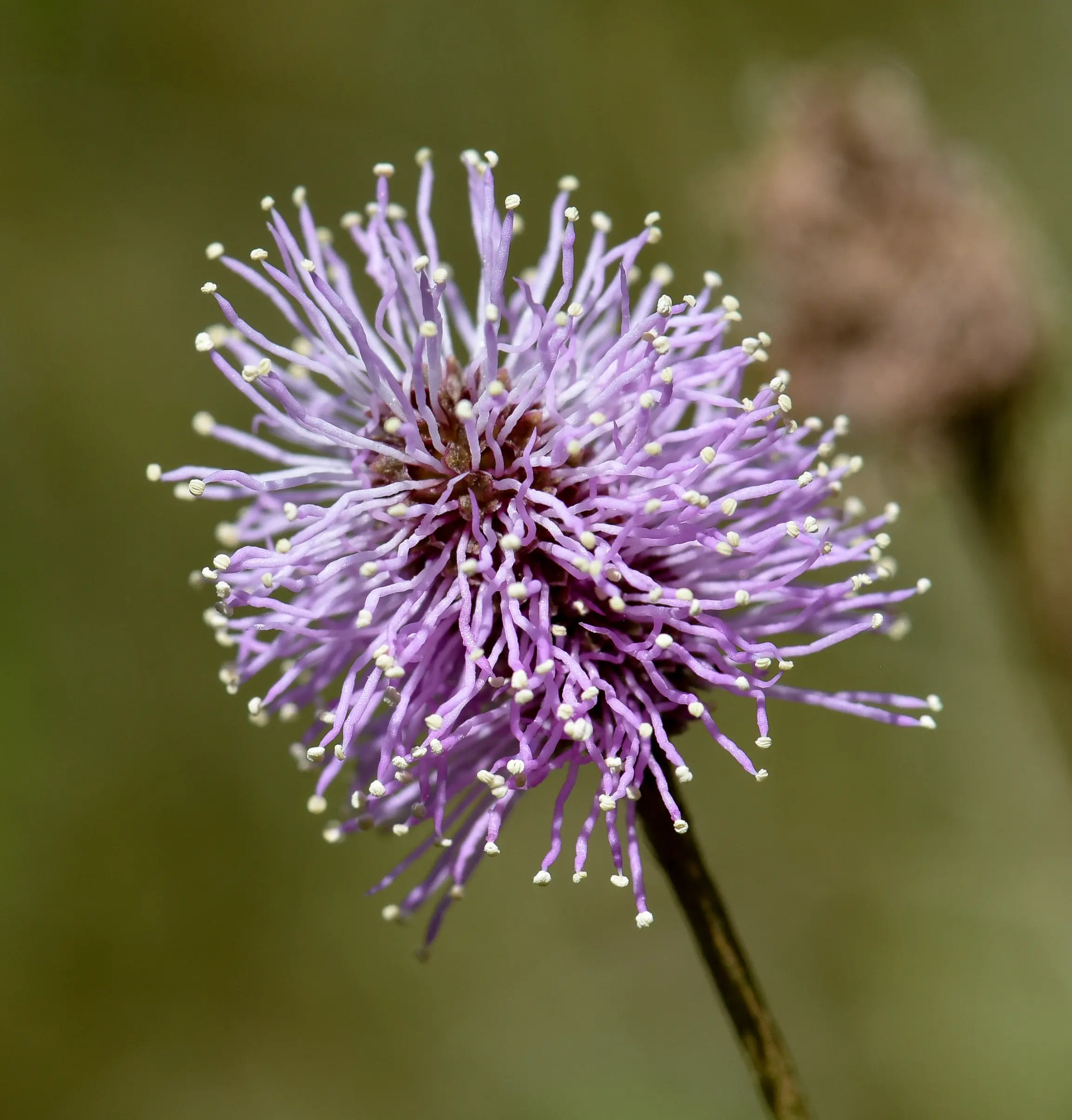 Mimosa dutrae var. dutrae