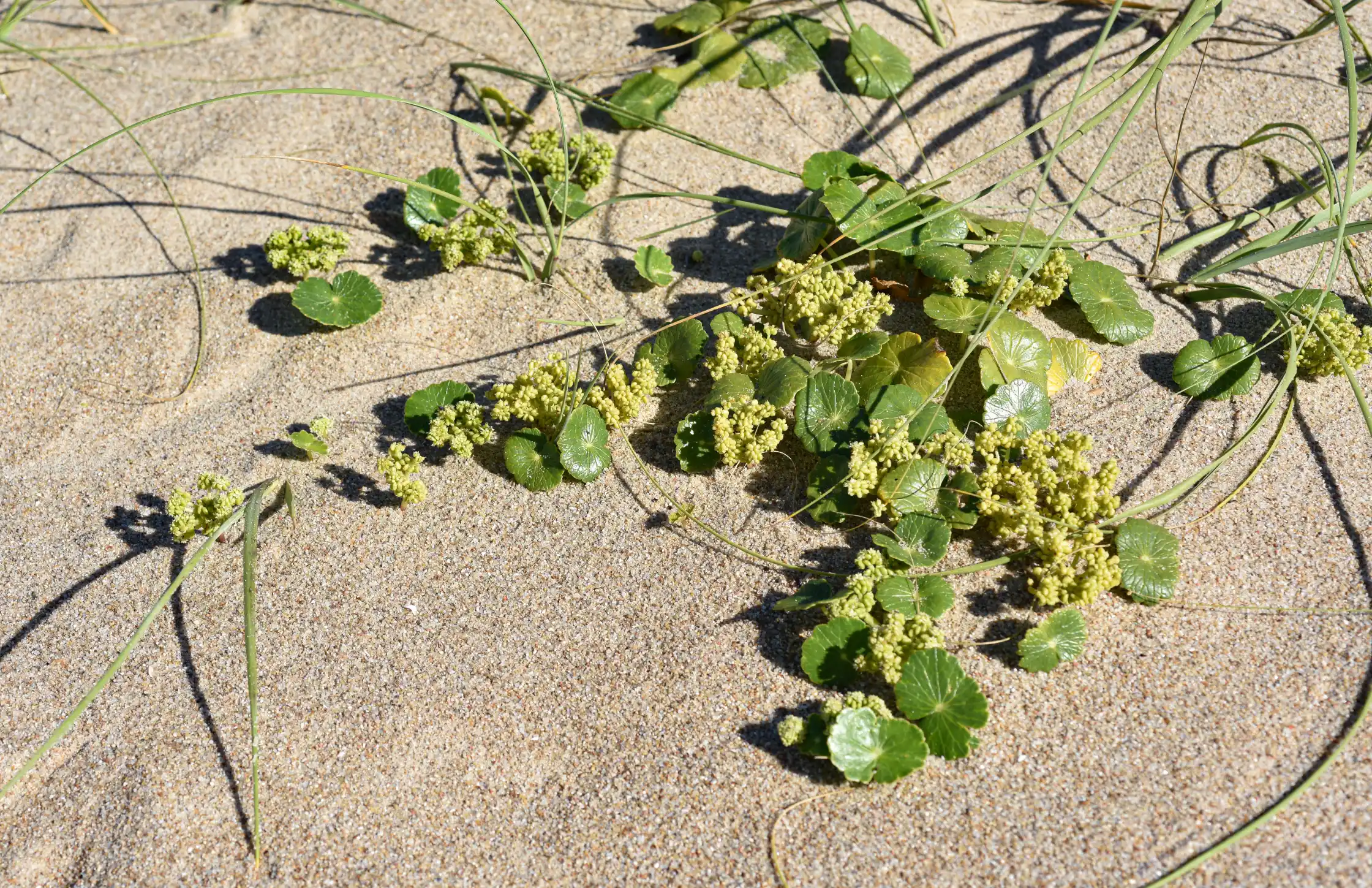 Hydrocotyle bonariensis Lam.