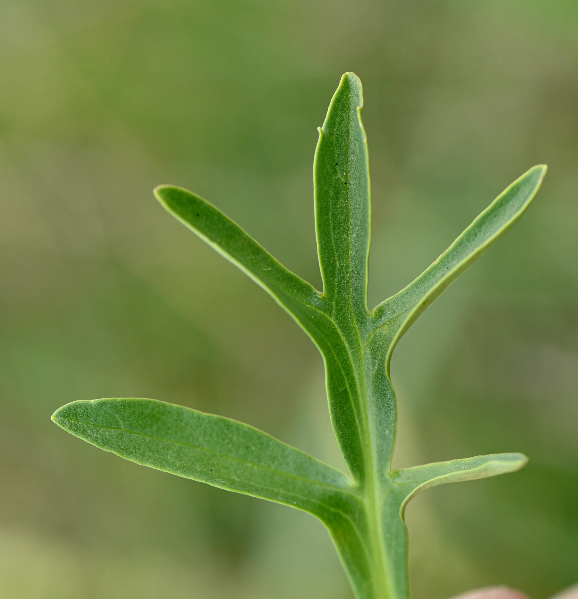 Valeriana polystachya Sm.