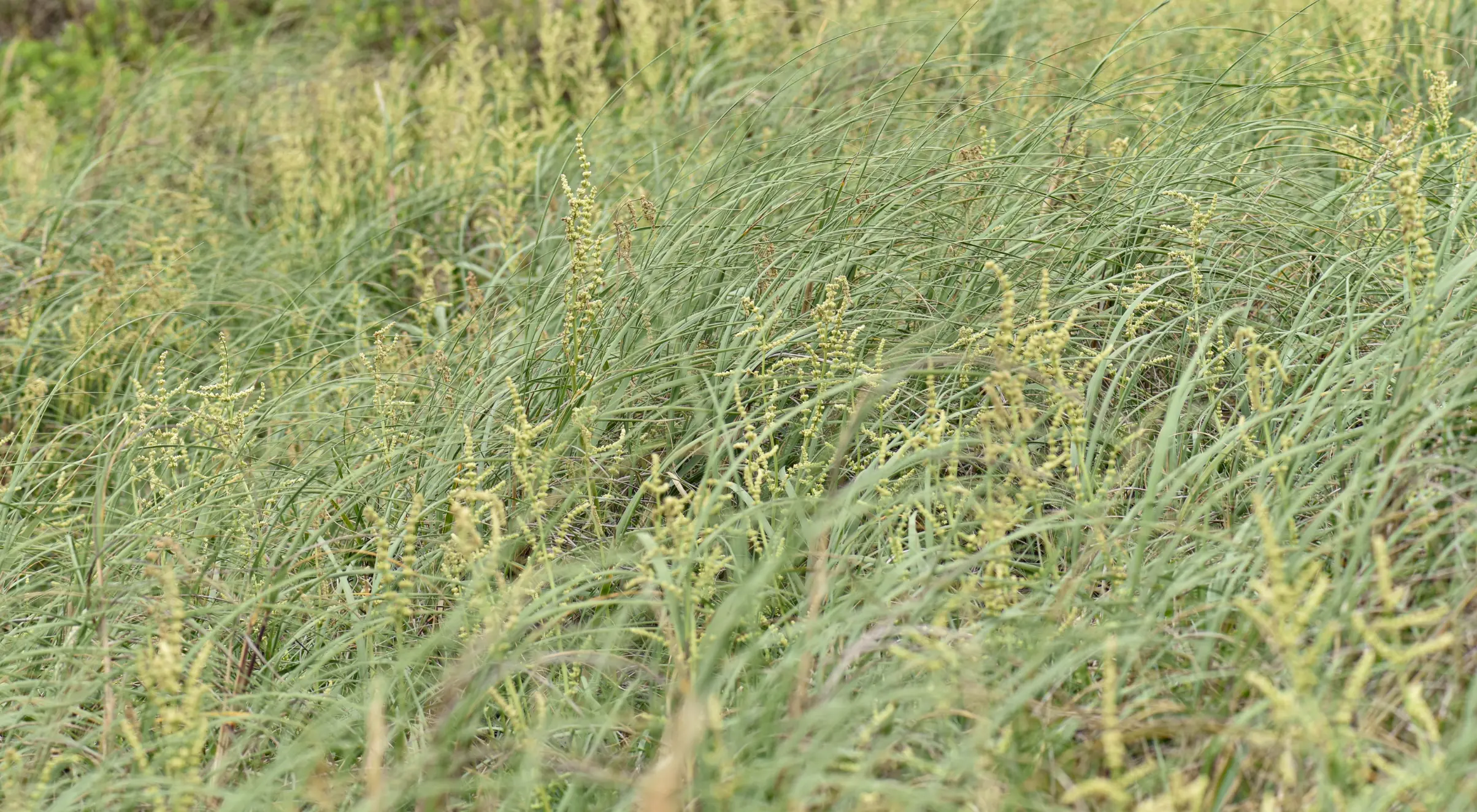 Valeriana polystachya Sm.