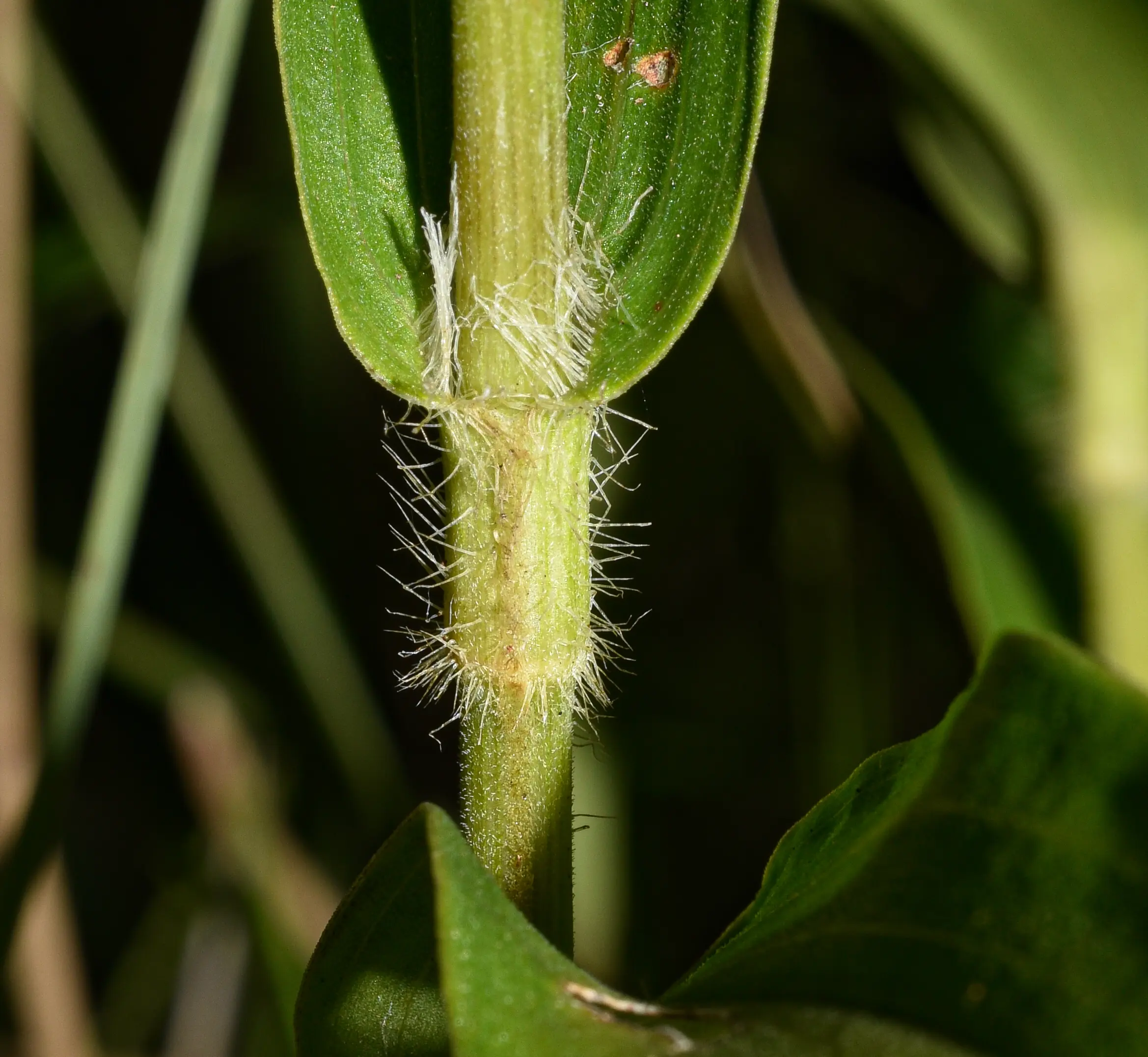 Floscopa glabrata var. hirsuta (Kunth) C.B.Clarke
