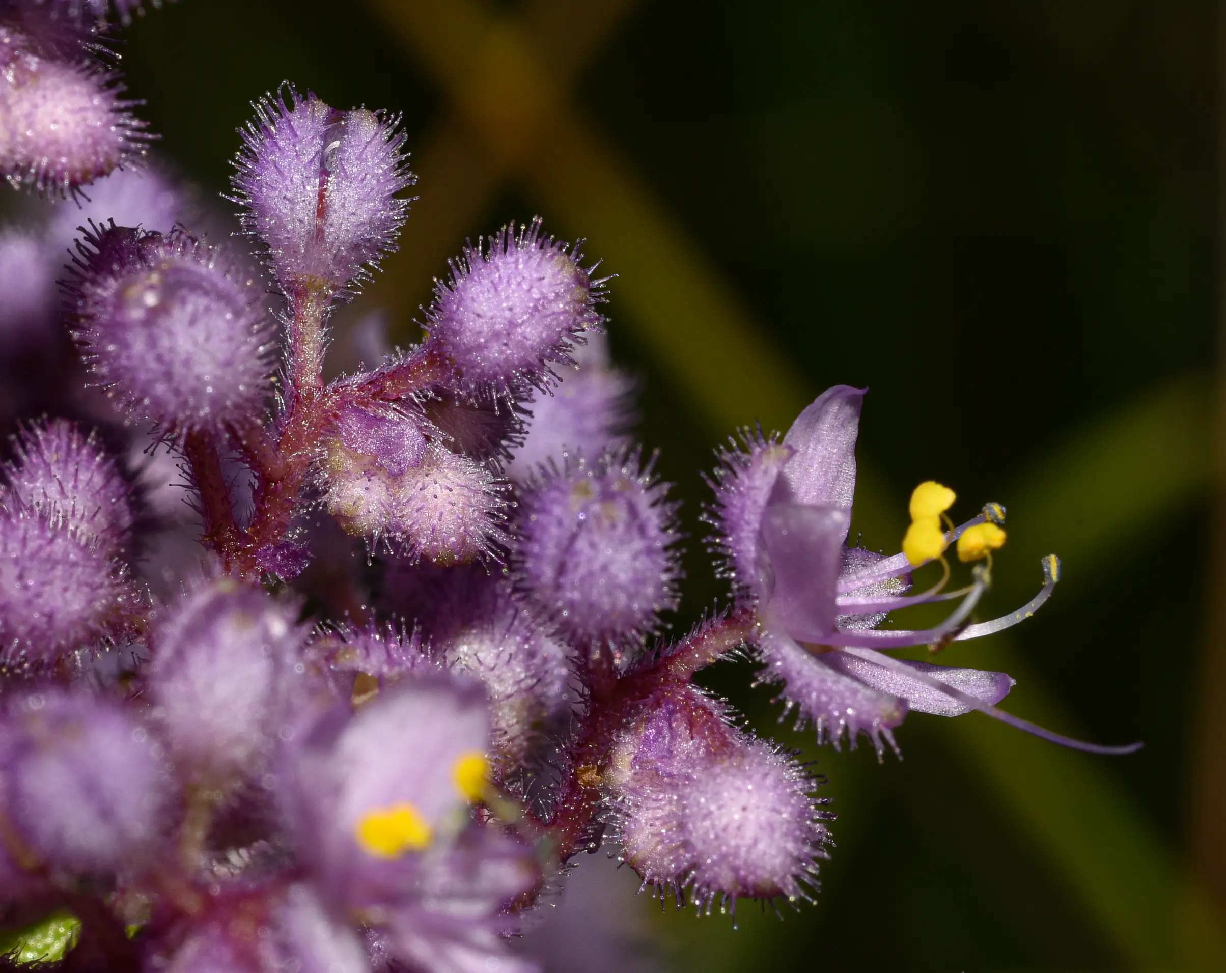 Floscopa glabrata var. hirsuta (Kunth) C.B.Clarke