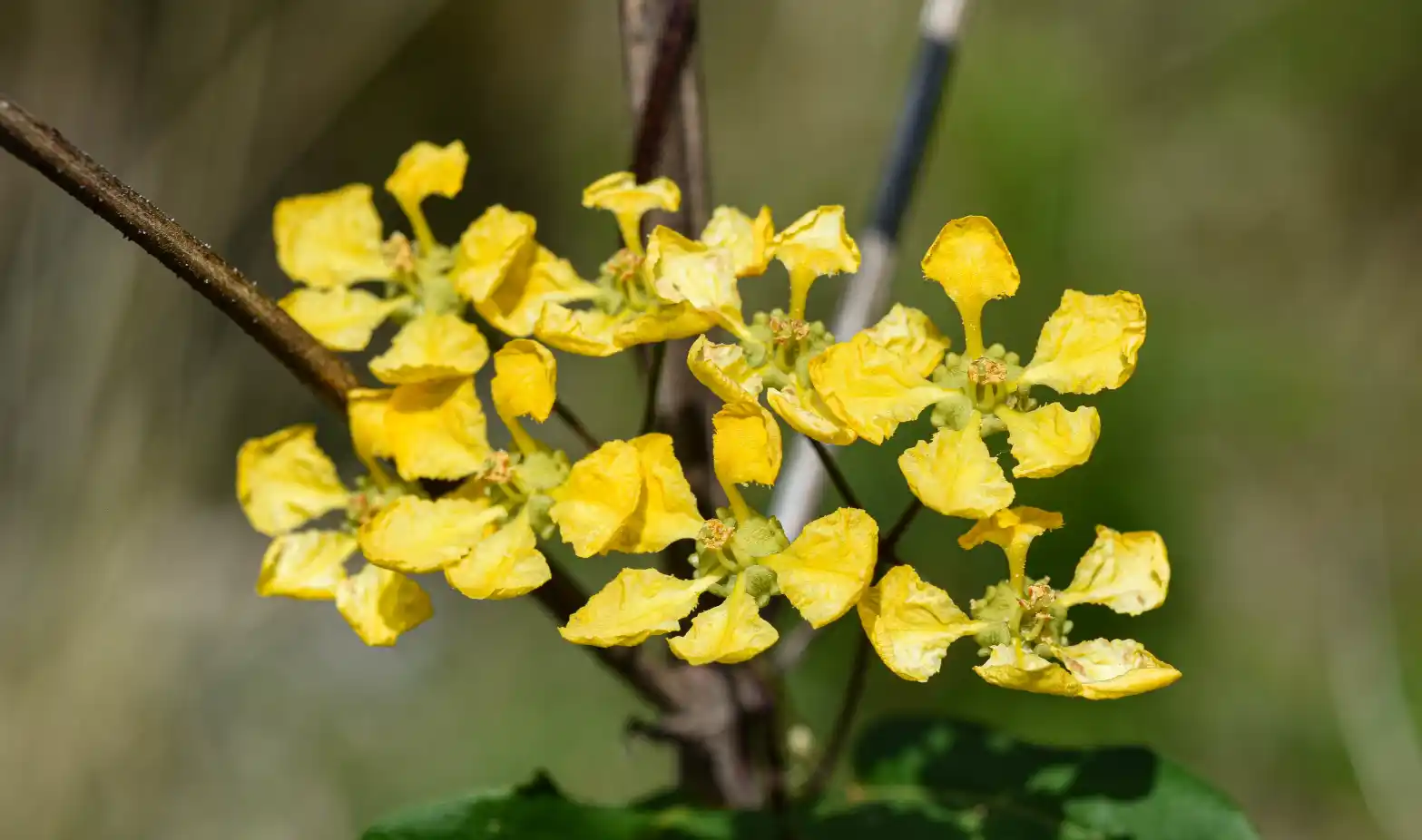 Janusia guaranitica A.Juss.