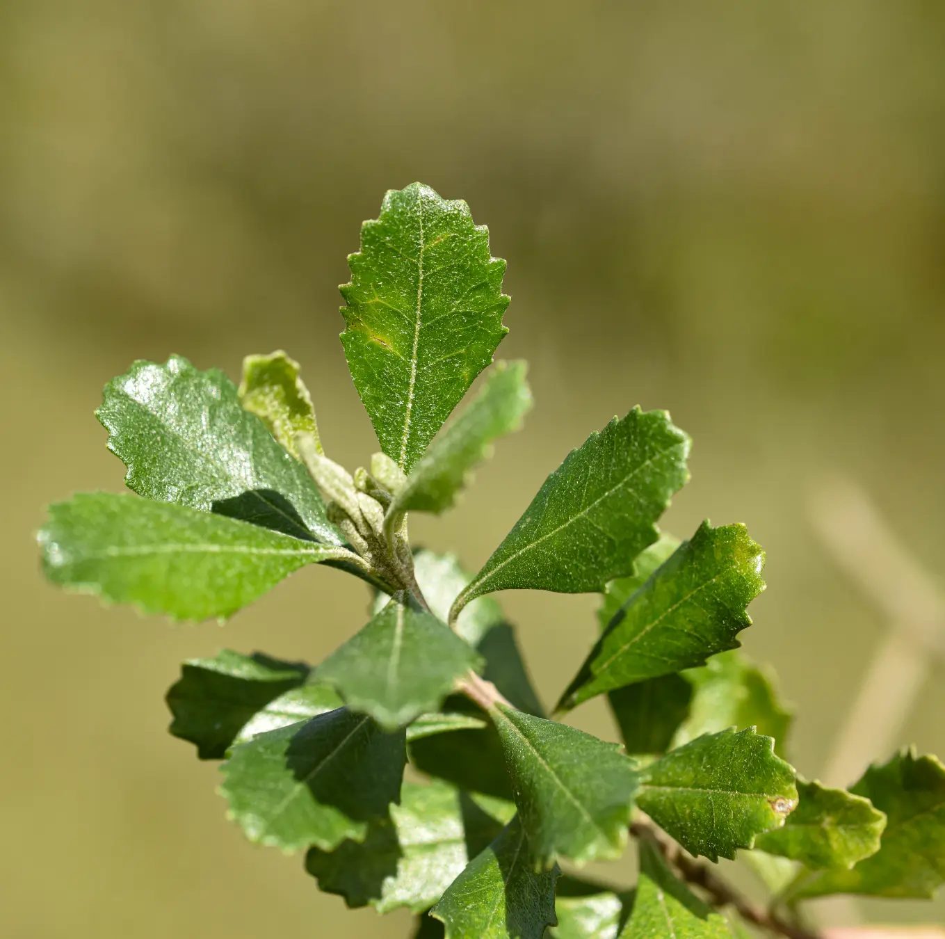 Baccharis longiattenuata A.S.Oliveira