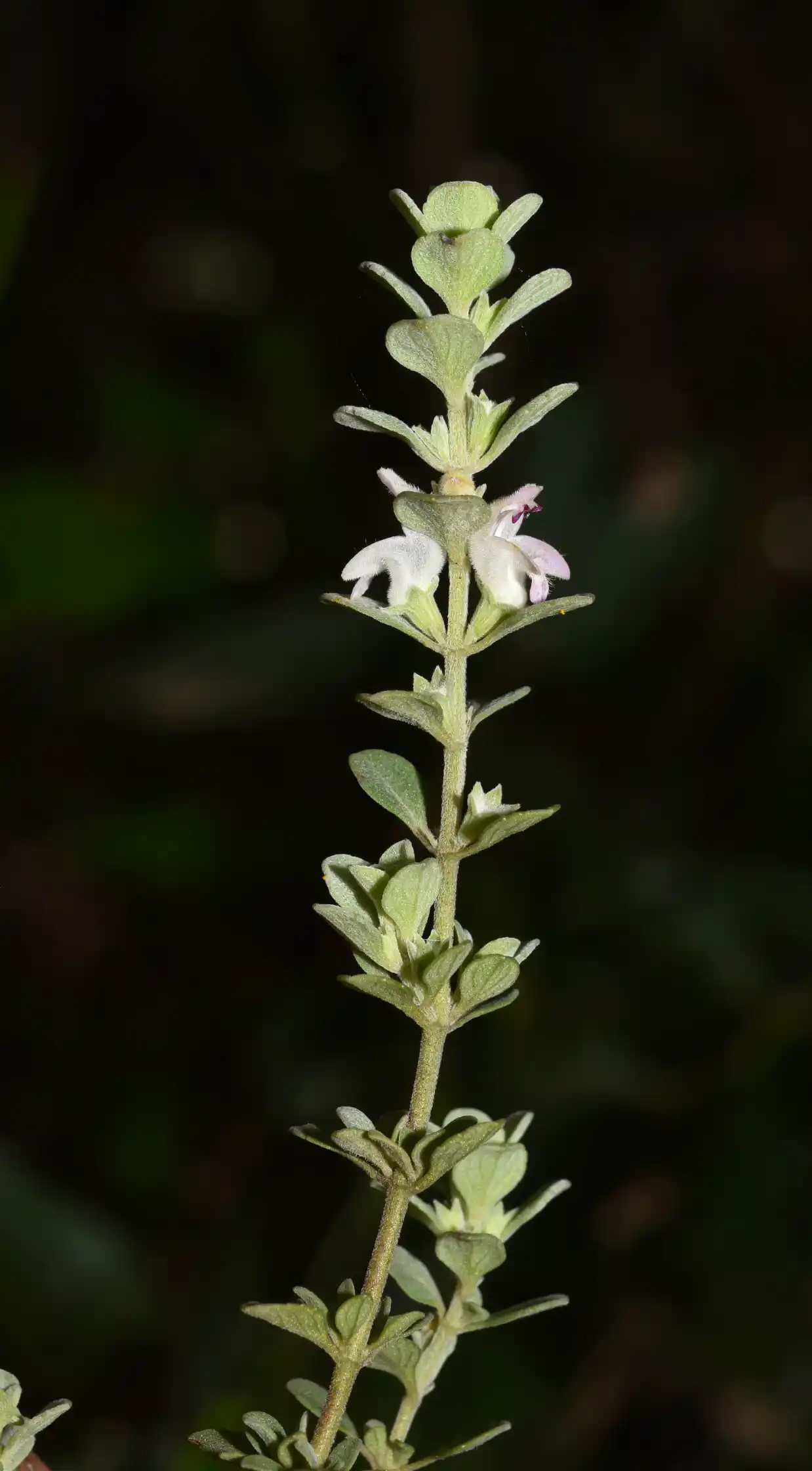 Glechon spathulata Benth.