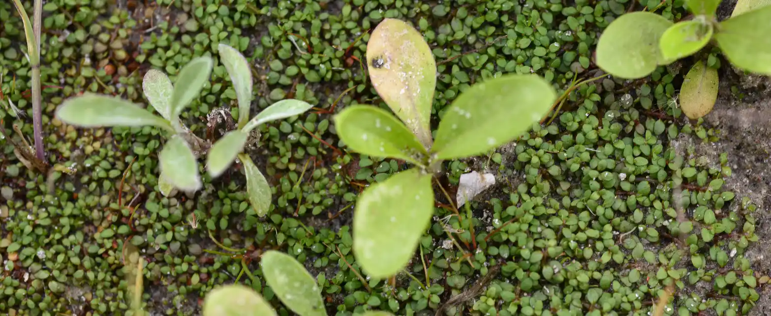 Elatine brachysperma A.Gray