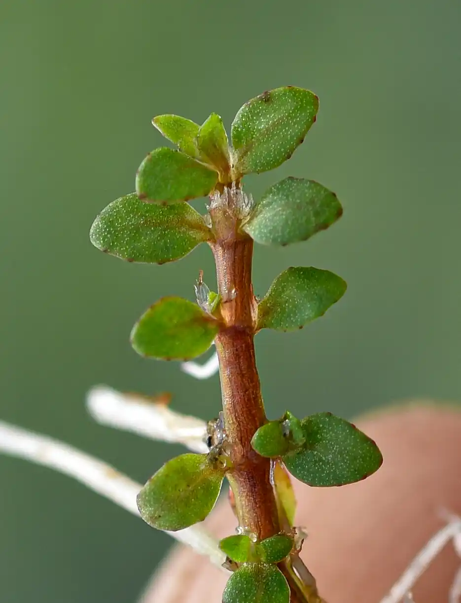 Elatine brachysperma A.Gray