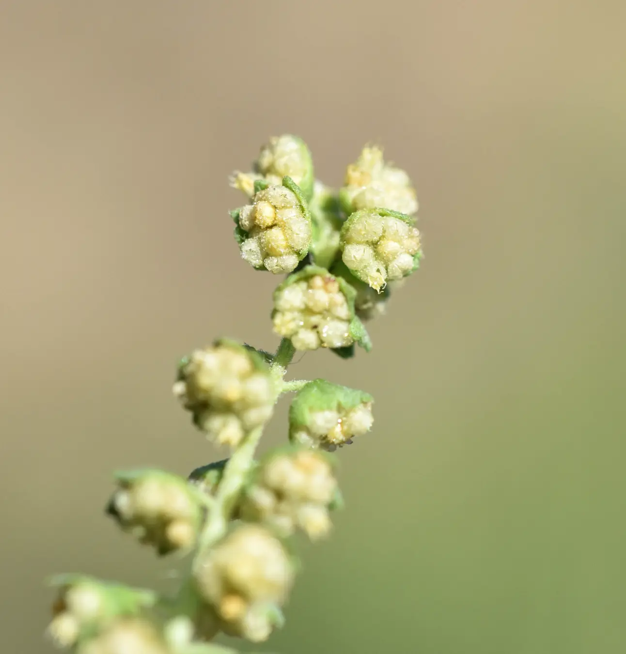 Ambrosia tenuifolia Spreng.