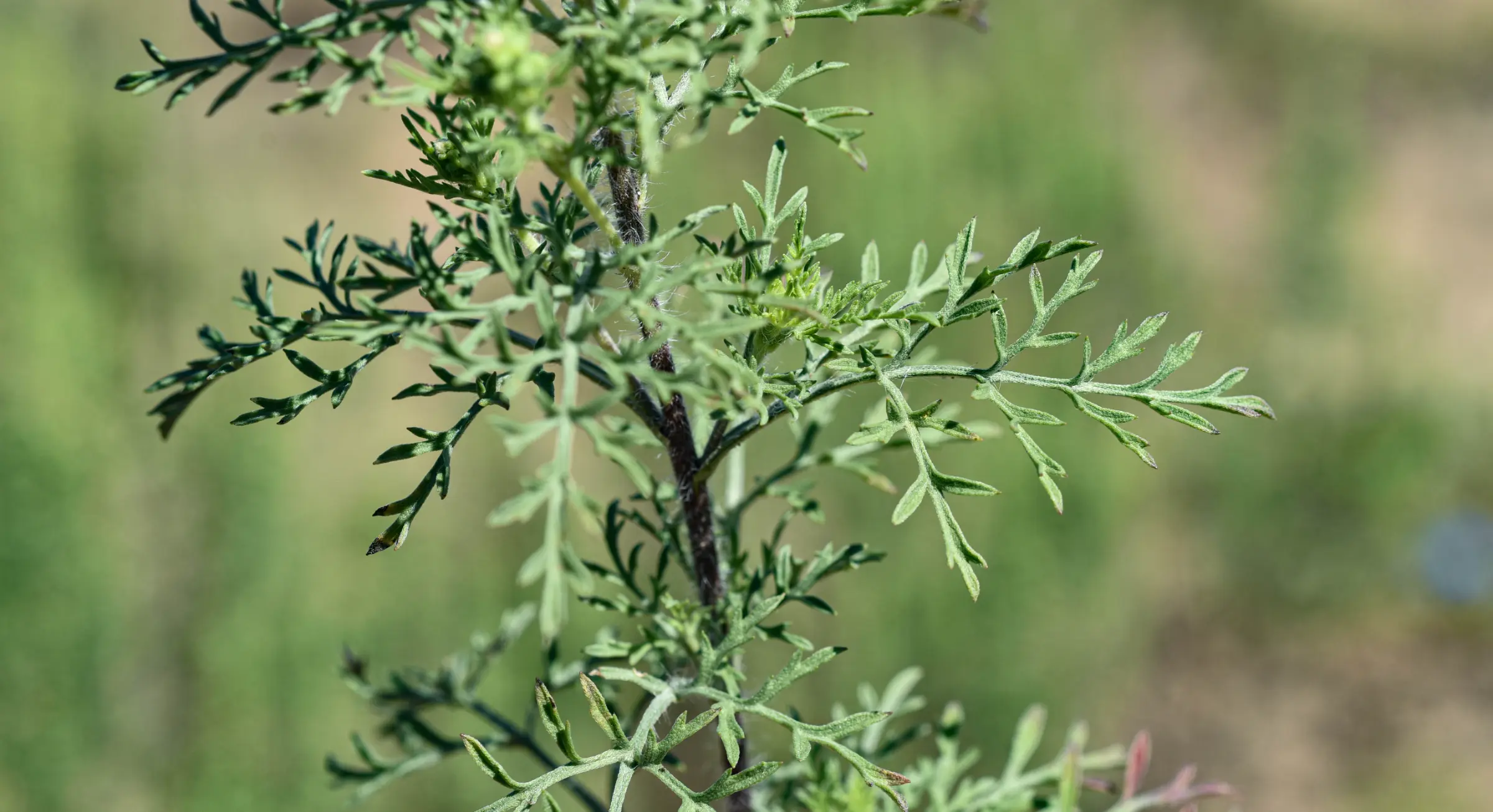 Ambrosia tenuifolia Spreng.