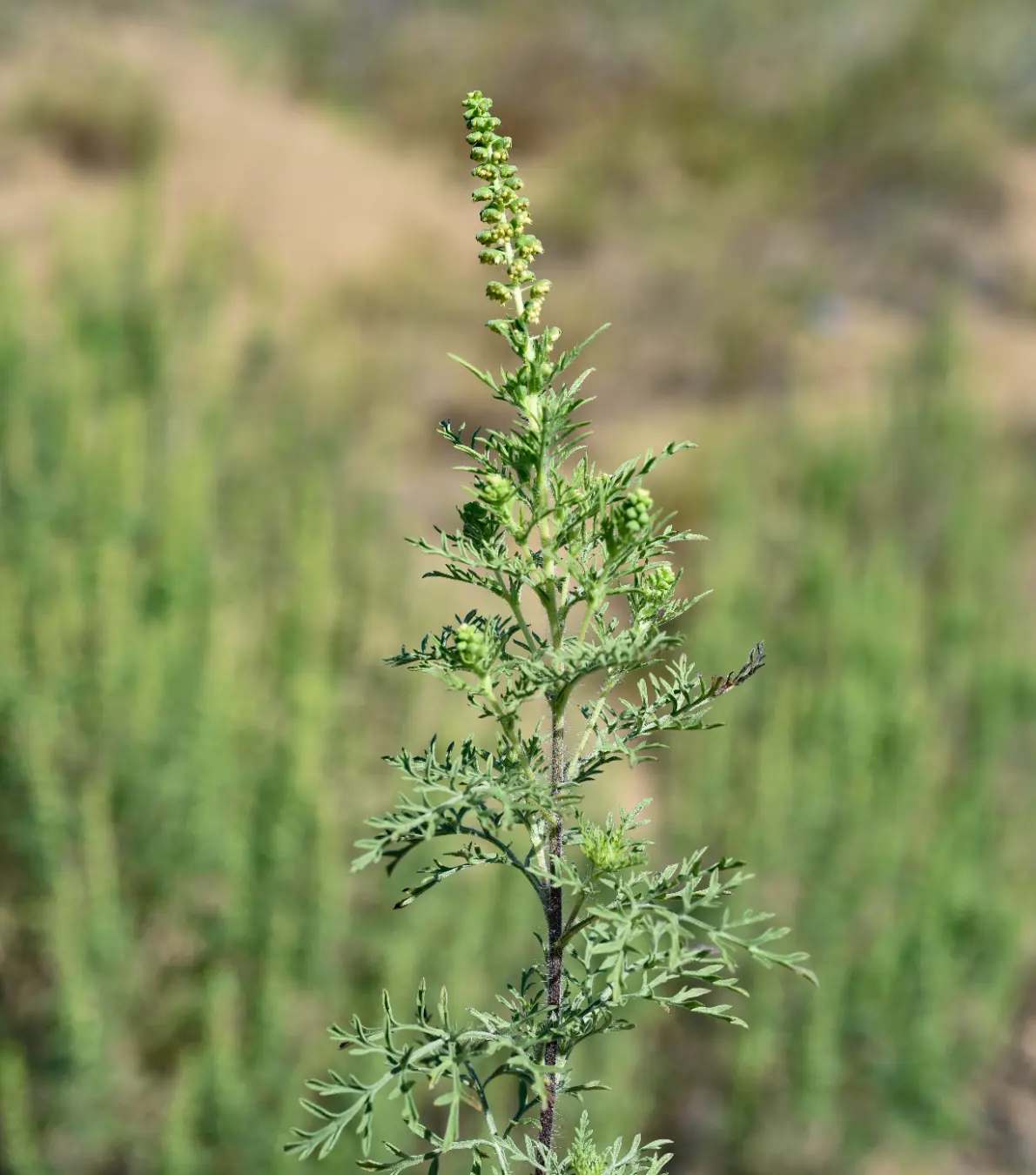Ambrosia tenuifolia Spreng.