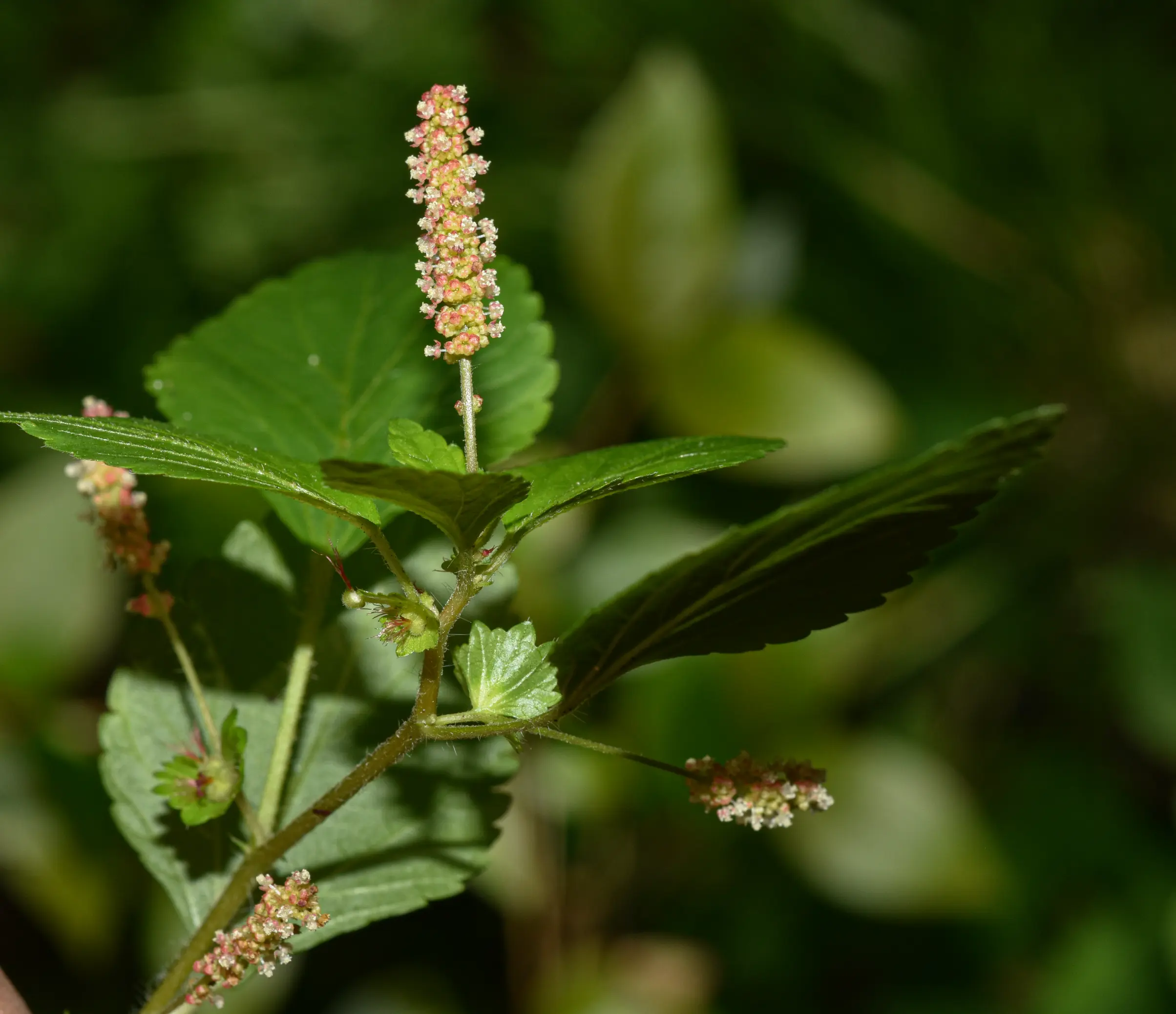 Acalypha multicaulis Müll.Arg.