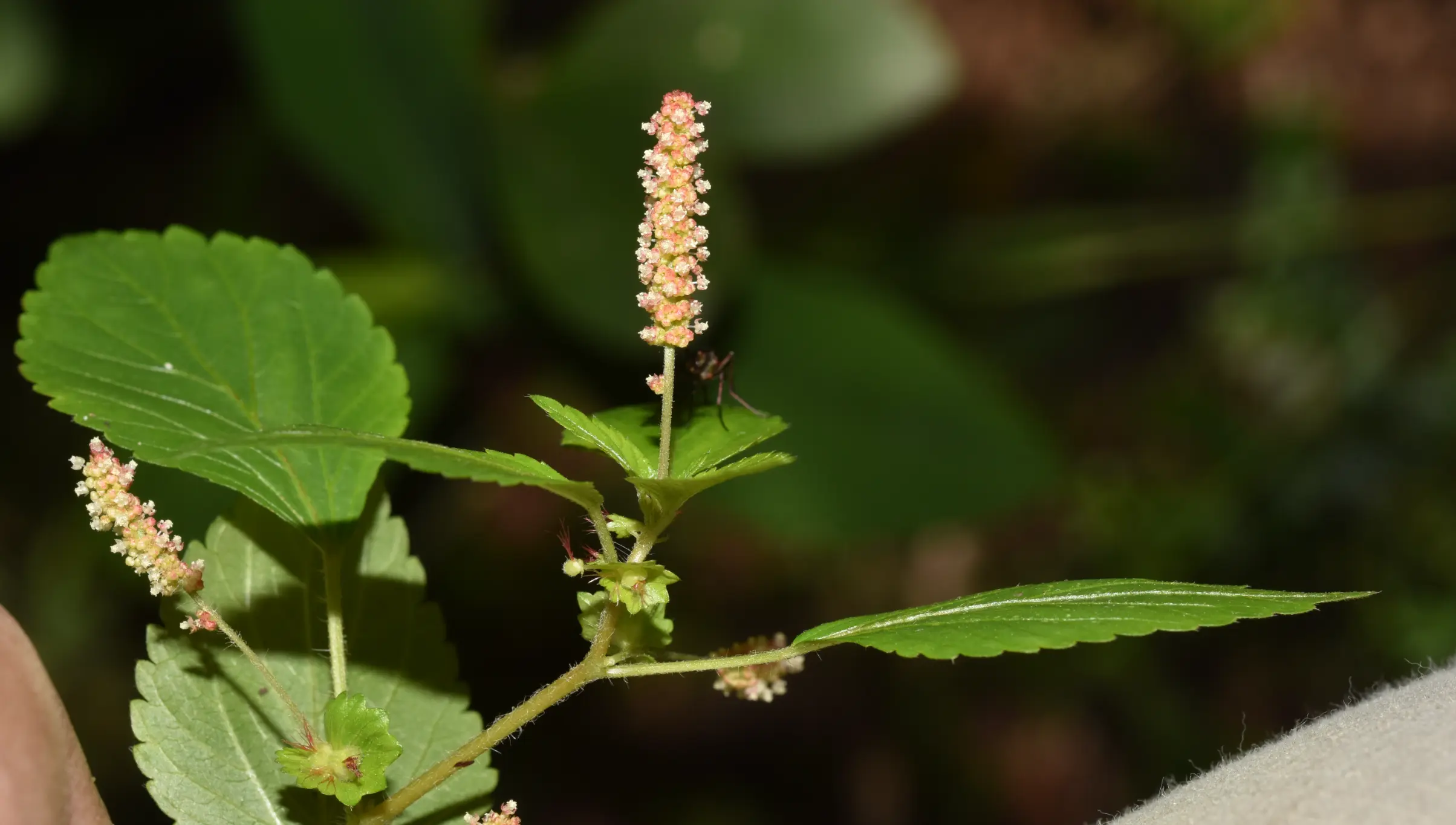 Acalypha multicaulis Müll.Arg.