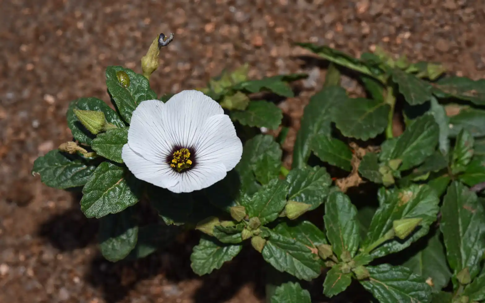 Piriqueta suborbicularis (A.St.-Hil. & Naudin) Arbo