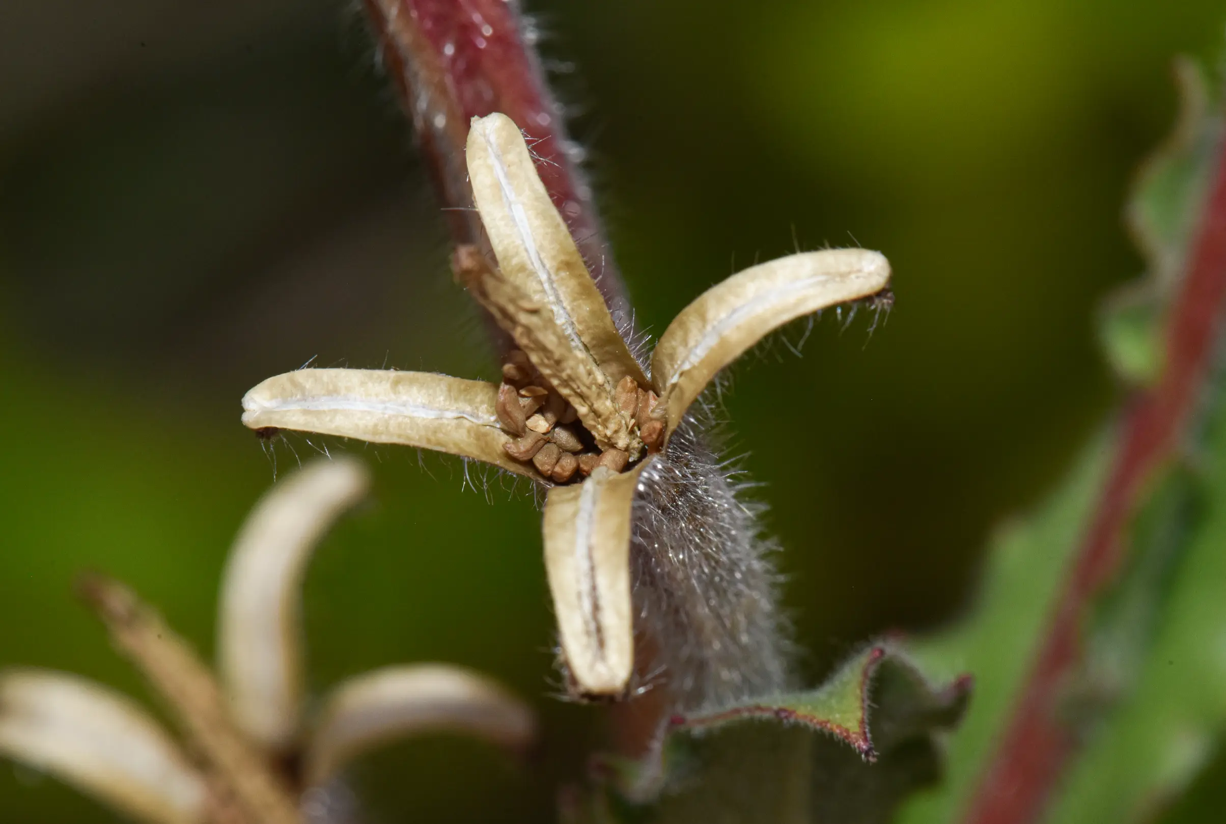 Oenothera parodiana subsp. brasiliensis W.Dietr.