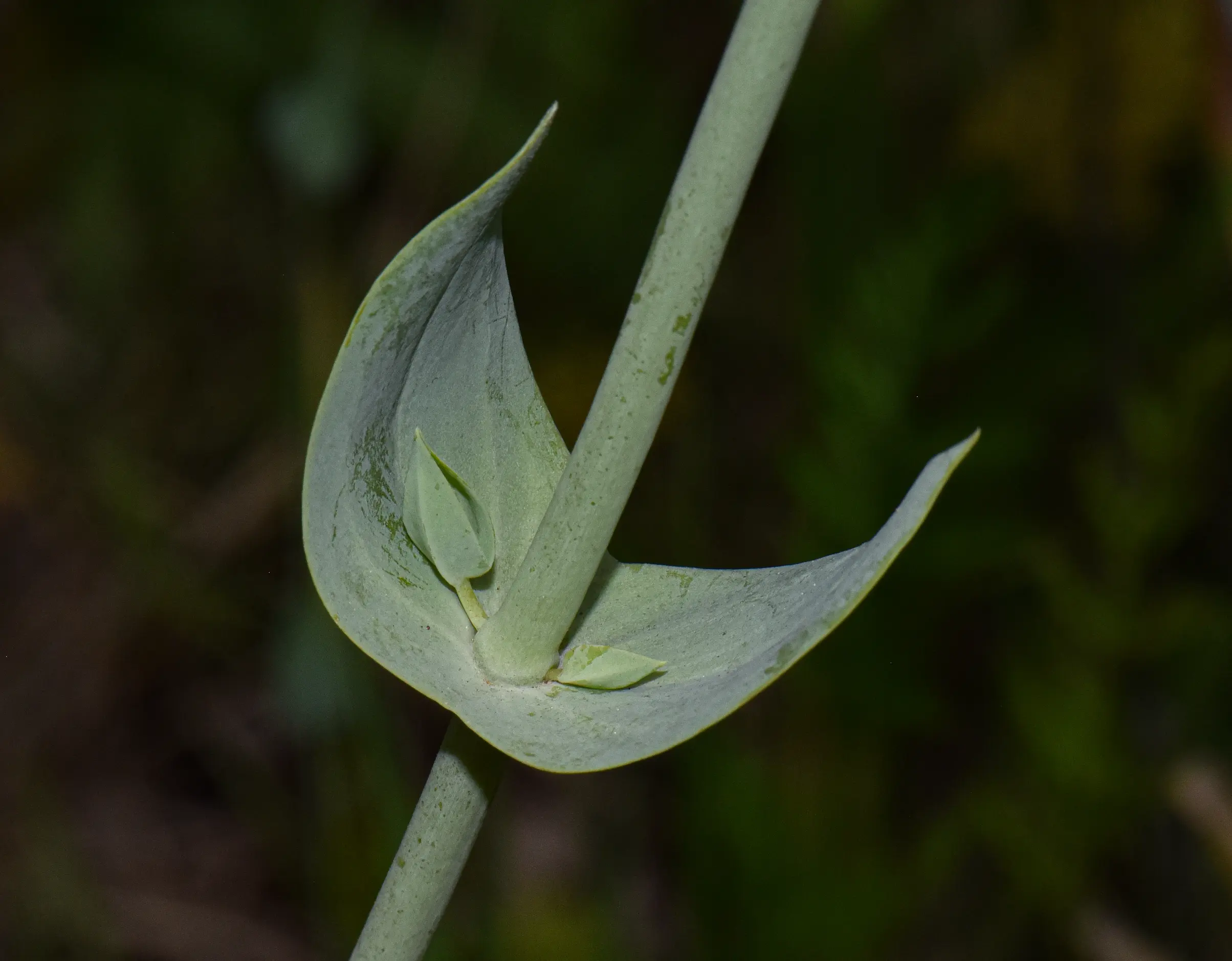 Blackstonia perfoliata (J.Presl) Huds.