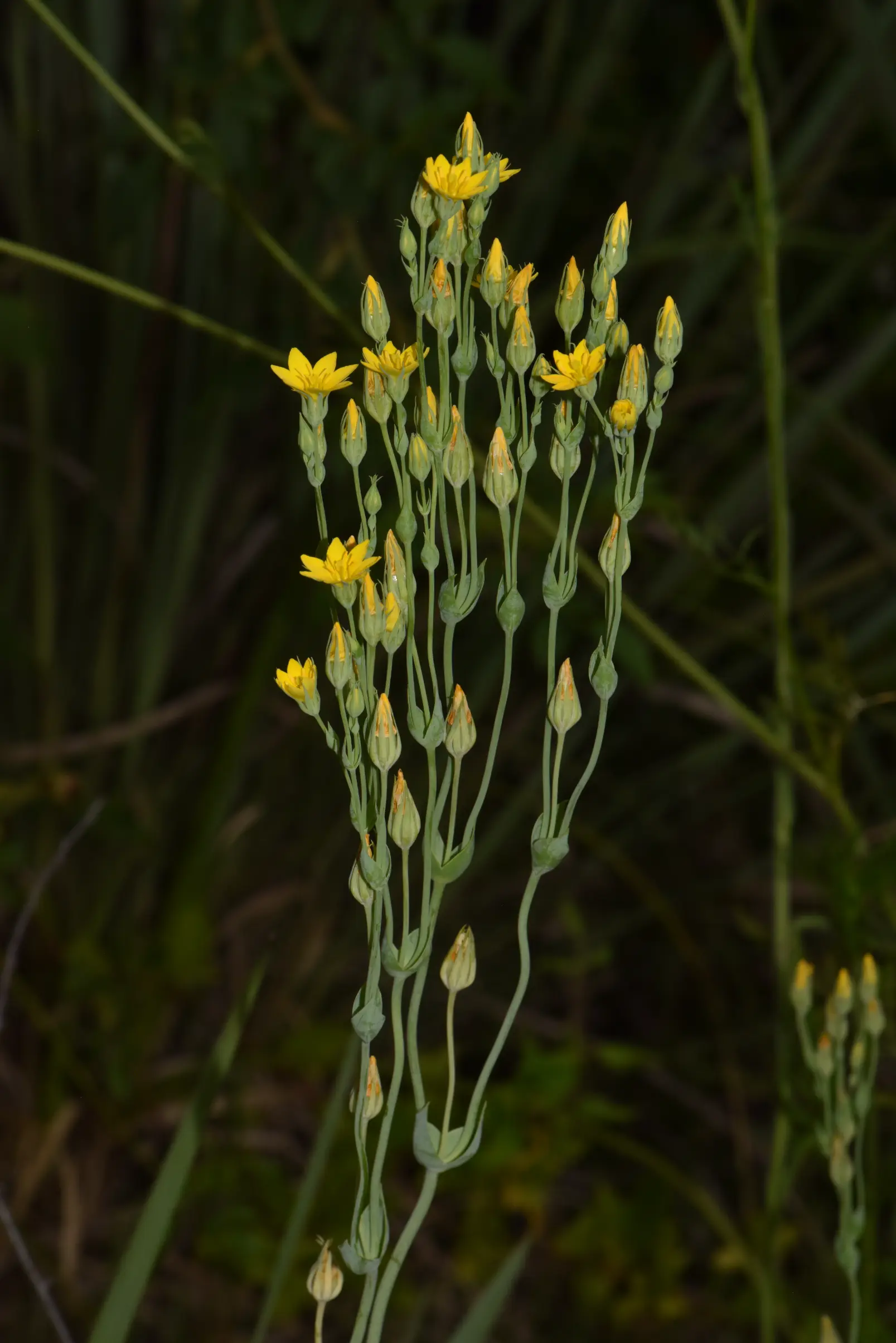 Blackstonia perfoliata (J.Presl) Huds.