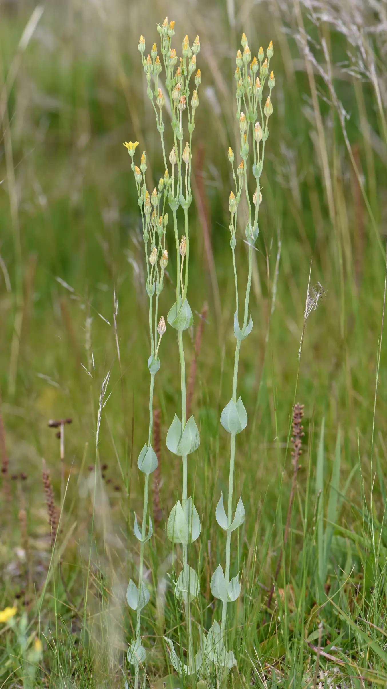 Blackstonia perfoliata (J.Presl) Huds.