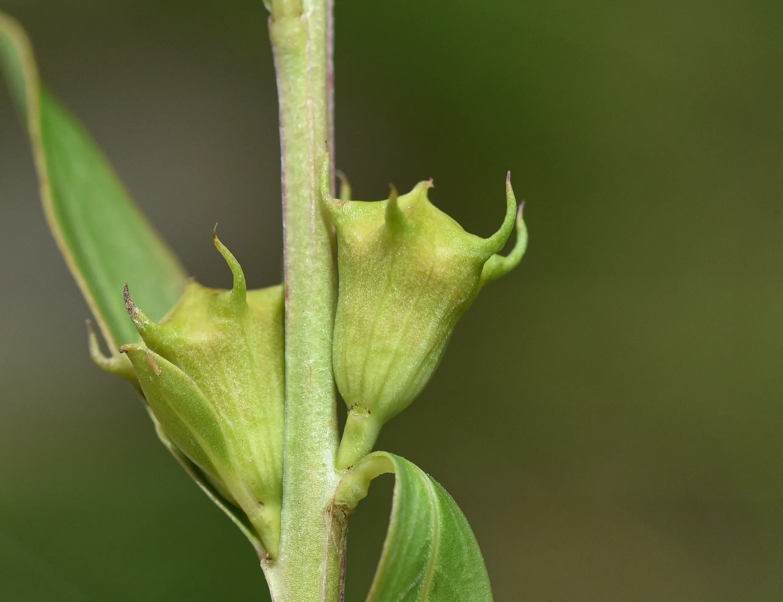 Heimia salicifolia Link