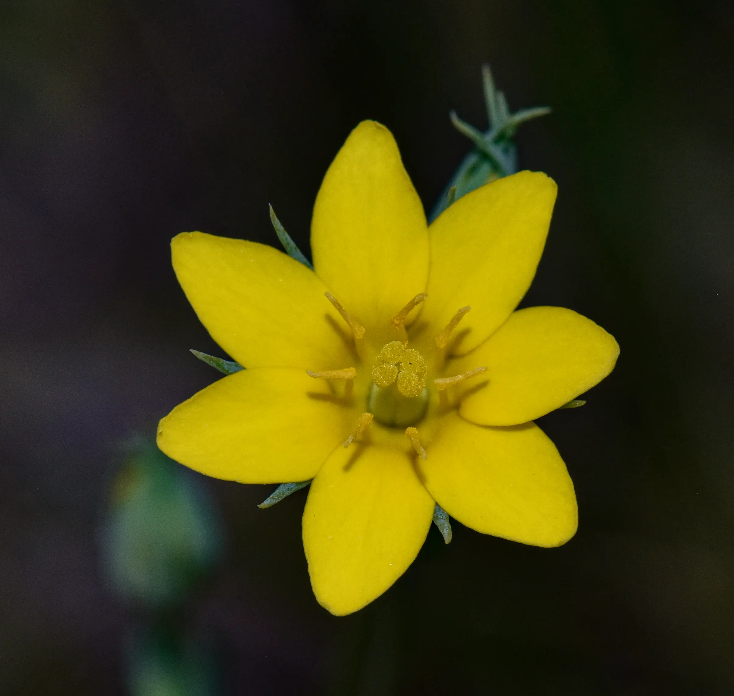 Blackstonia perfoliata (J.Presl) Huds.