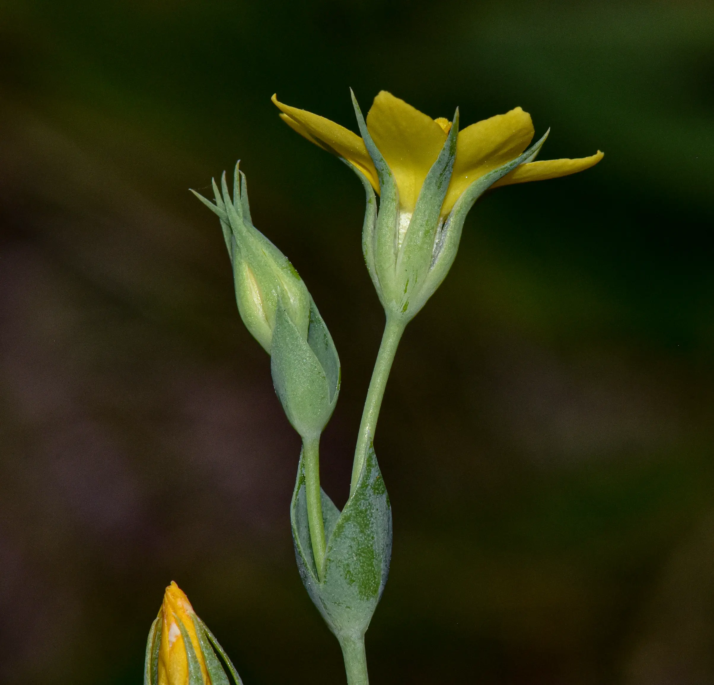Blackstonia perfoliata (J.Presl) Huds.