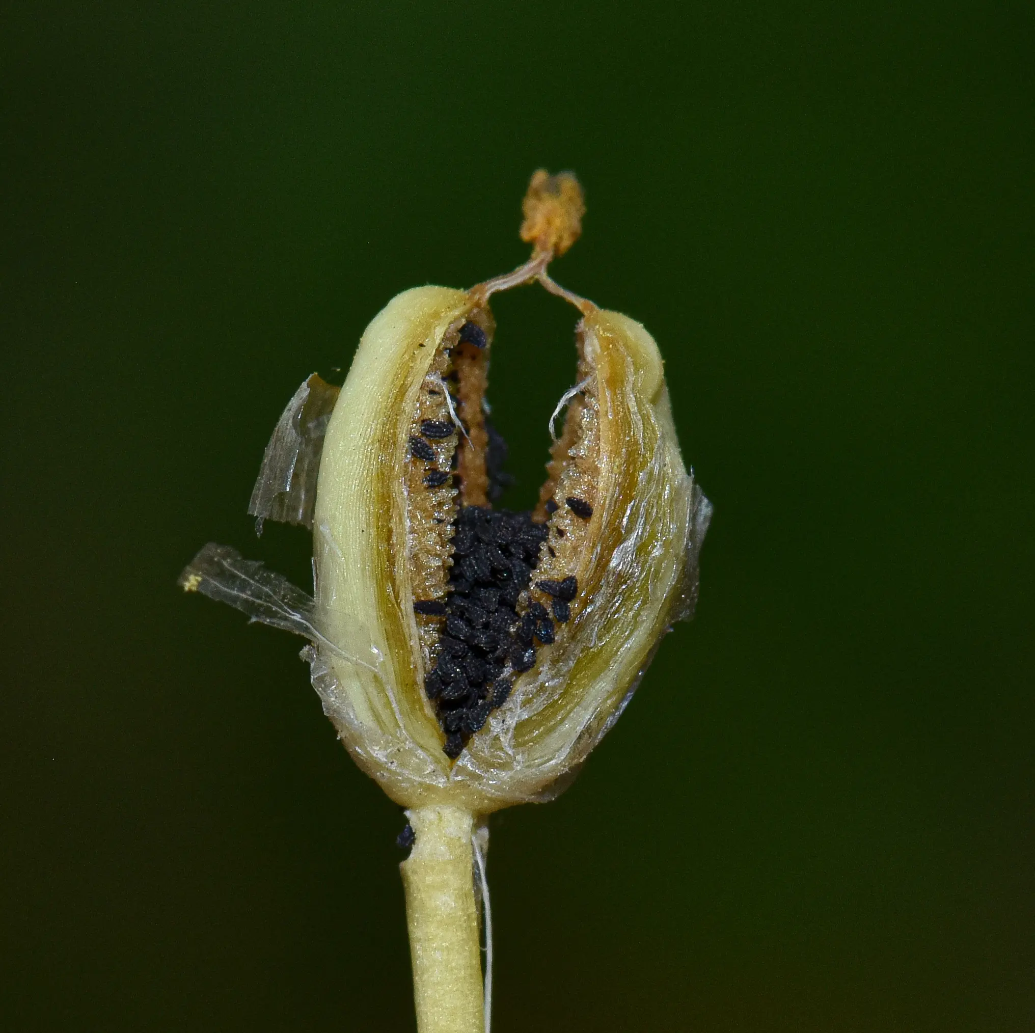 Blackstonia perfoliata (J.Presl) Huds.