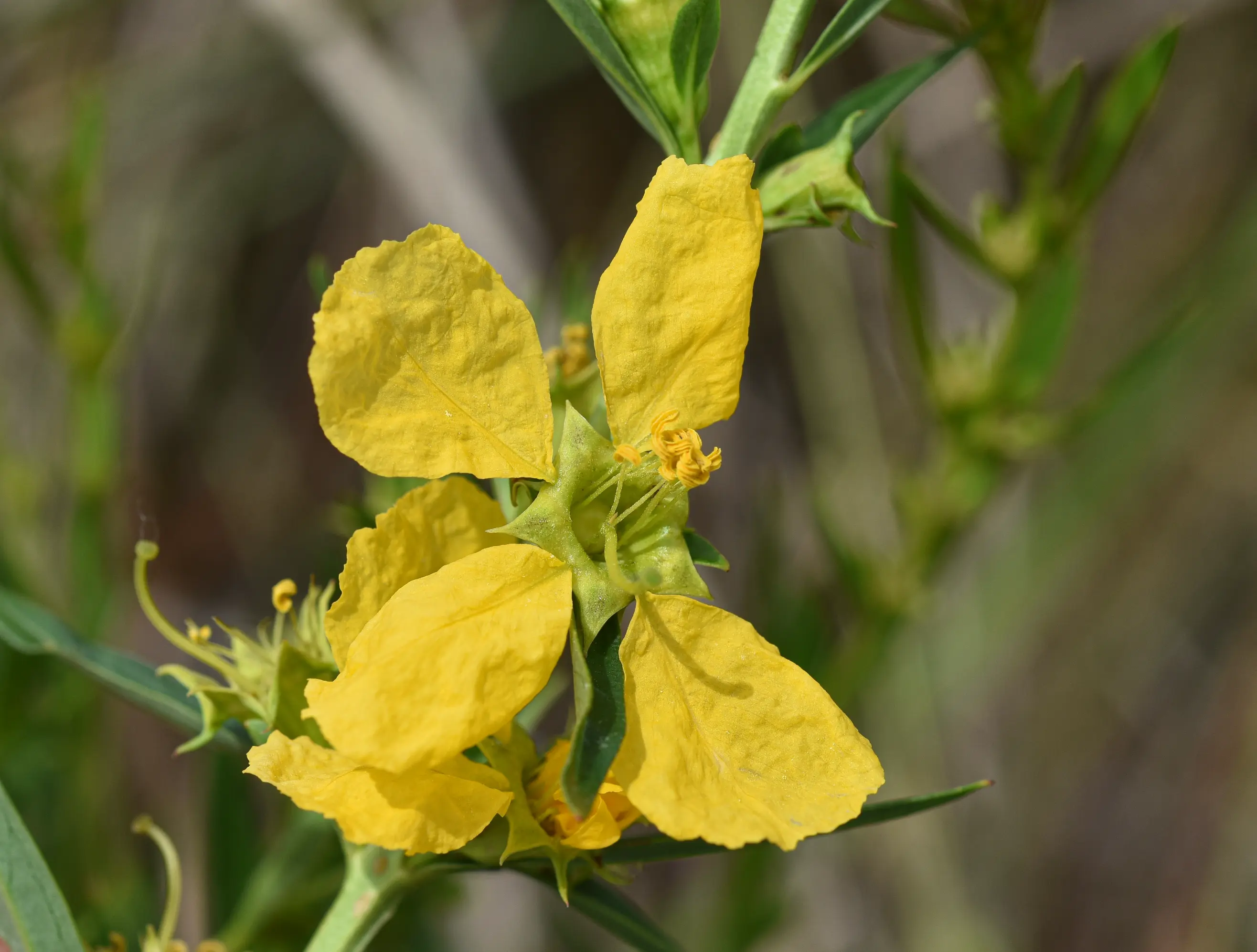 Heimia salicifolia Link