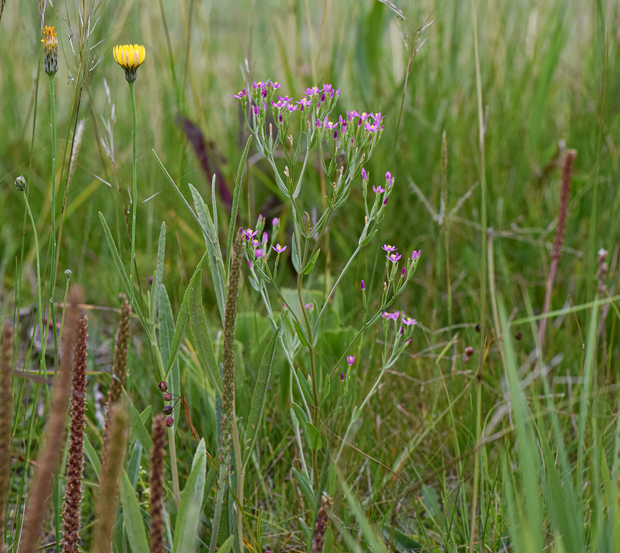 Centaurium pulchellum (Sw.) Hayek ex Hand.-Mazz.Stadlm., Janch. & Faltis