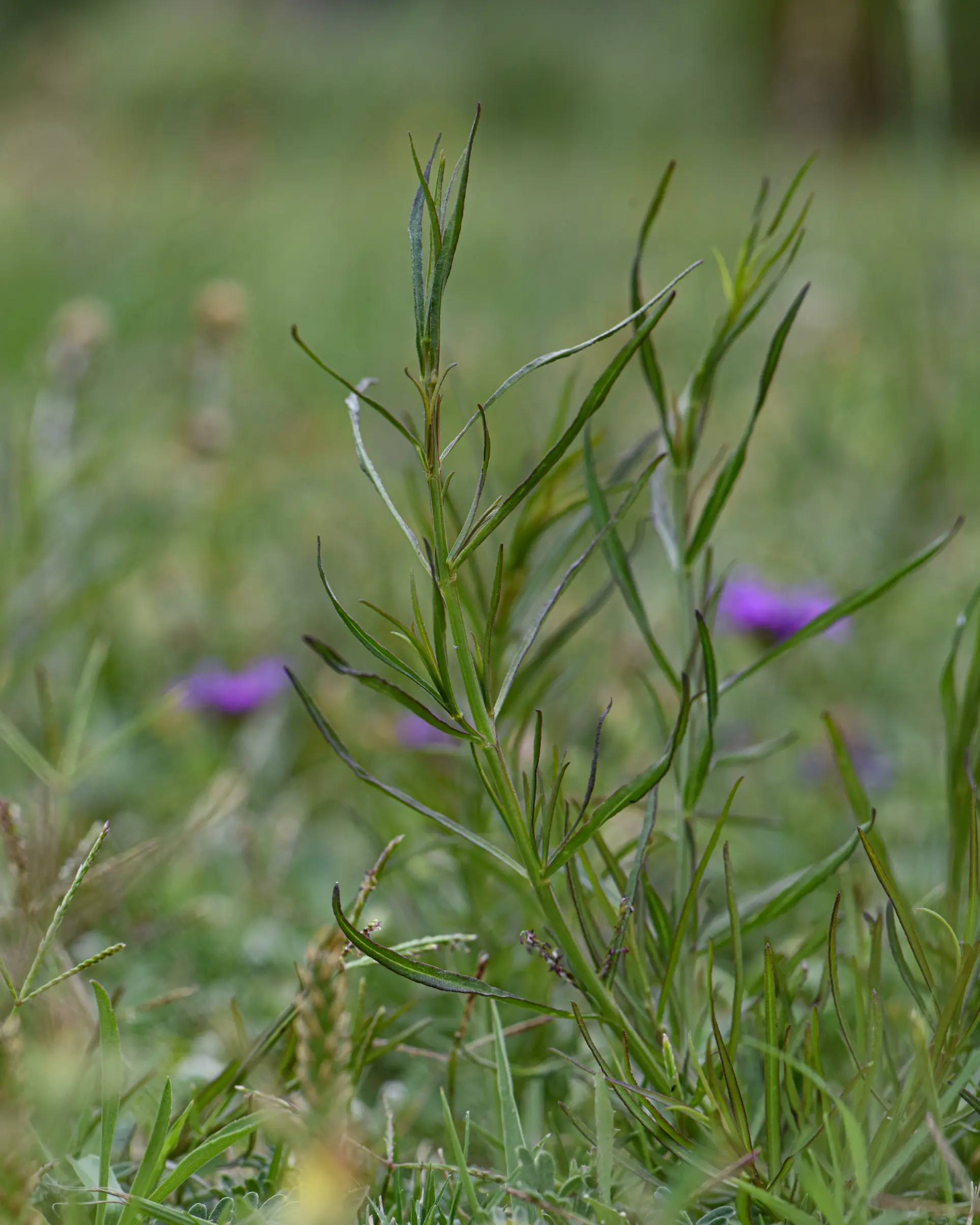 Agalinis communis (Cham. & Schltdl.) D'Arcy