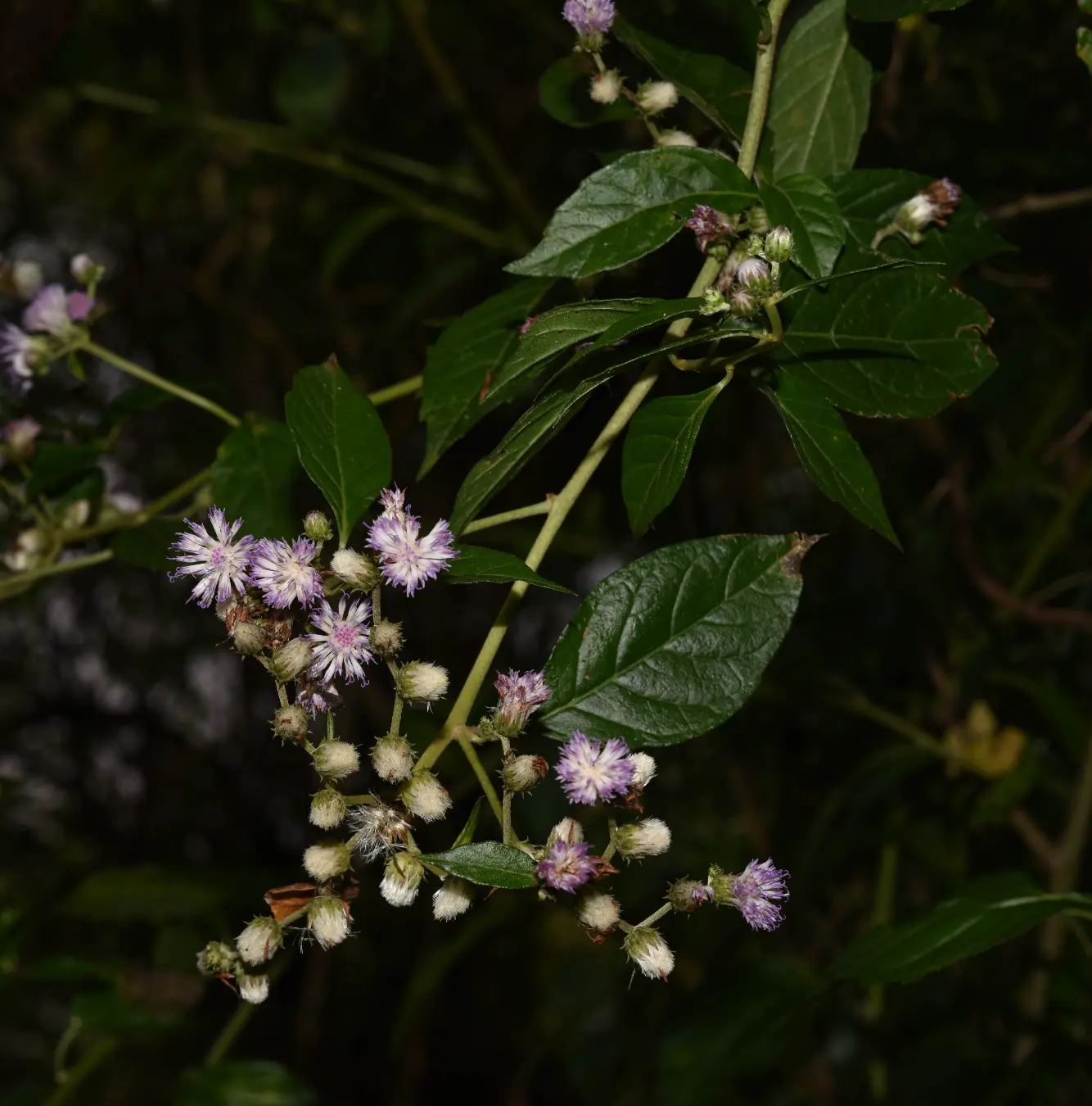 Cyrtocymura scorpioides (Lam.) H.Rob.