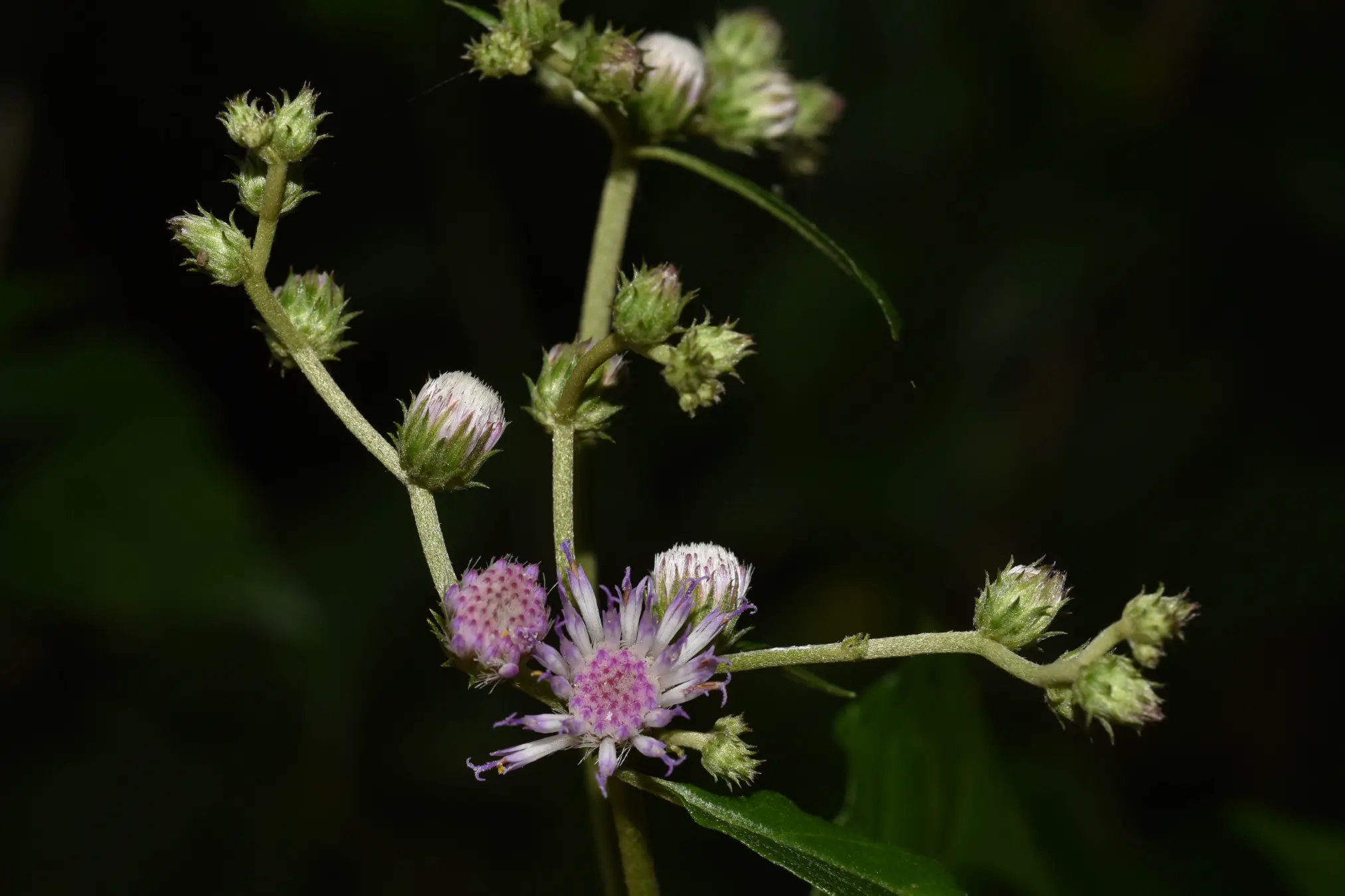 Cyrtocymura scorpioides (Lam.) H.Rob.