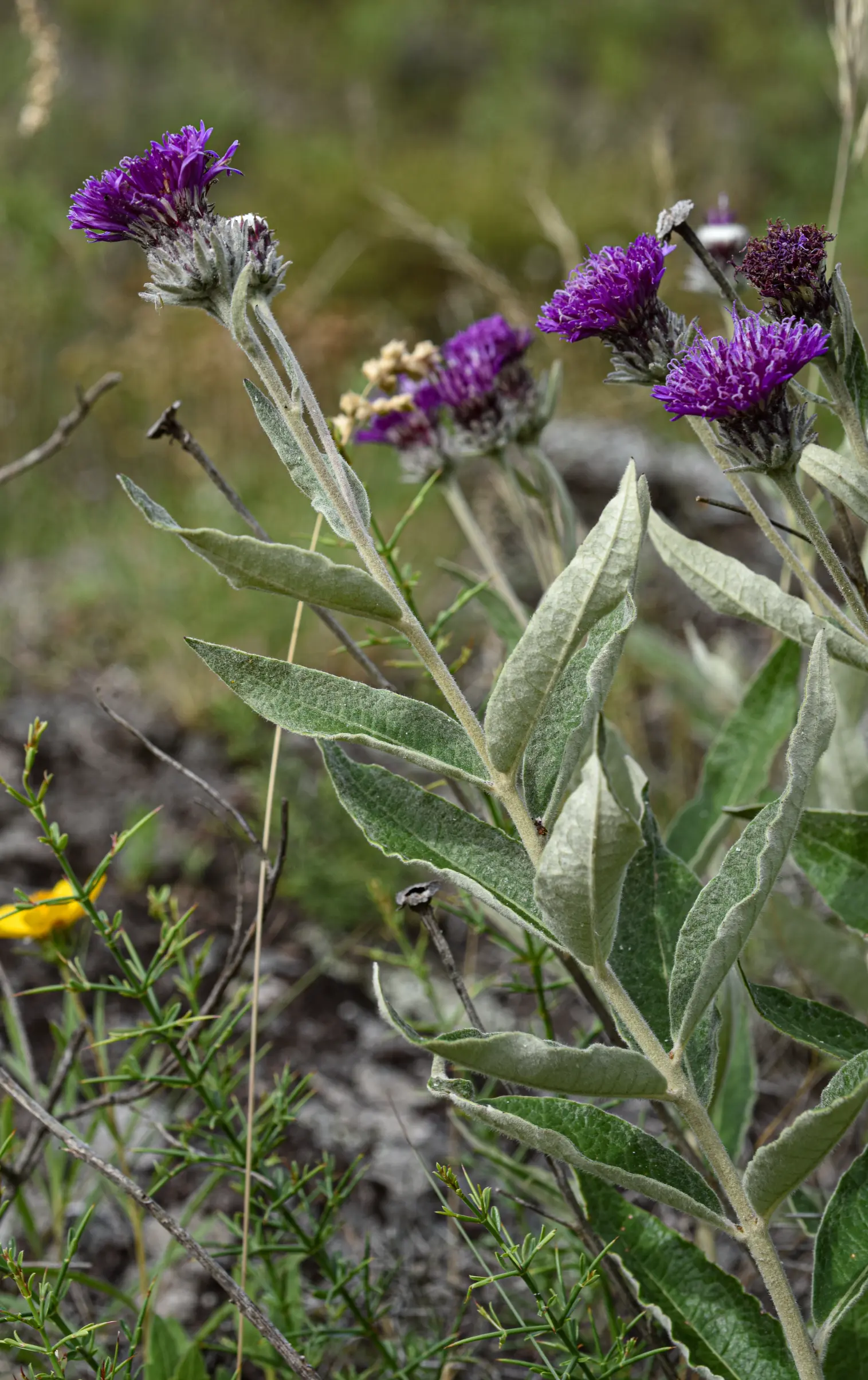 Lessingianthus magnificus Deble, Dematt. & Marchiori