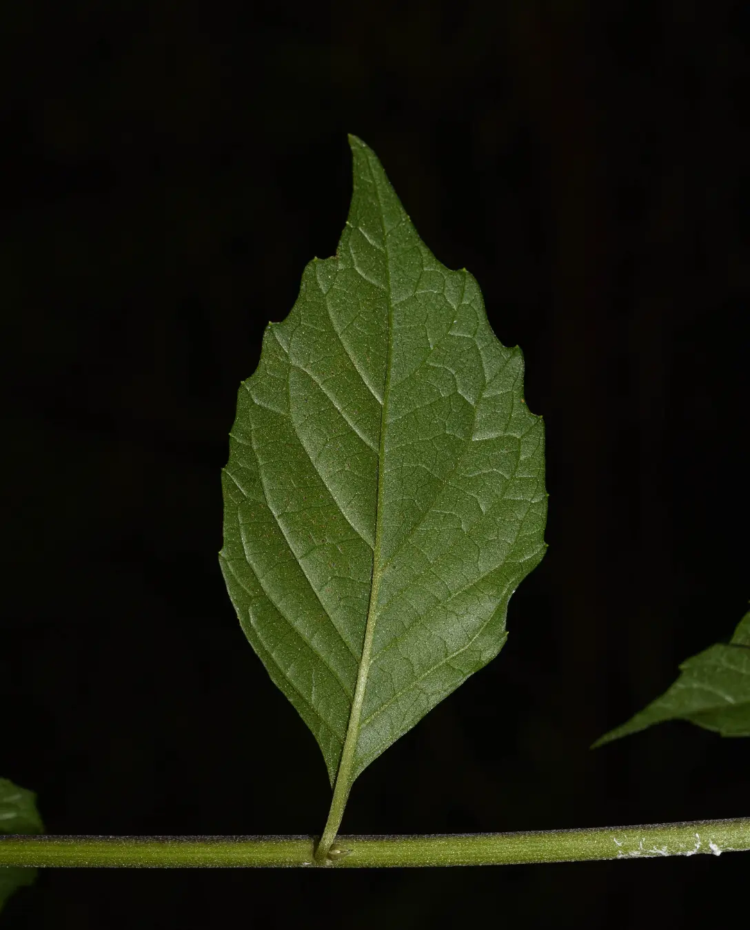 Cyrtocymura scorpioides (Lam.) H.Rob.
