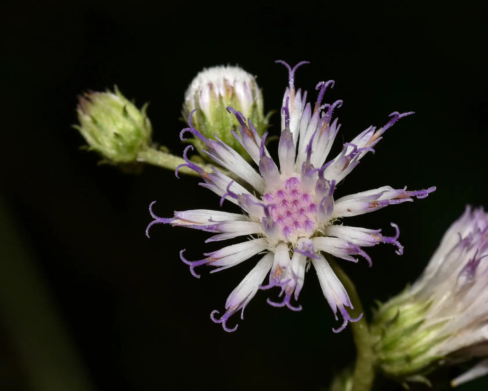 Cyrtocymura scorpioides (Lam.) H.Rob.