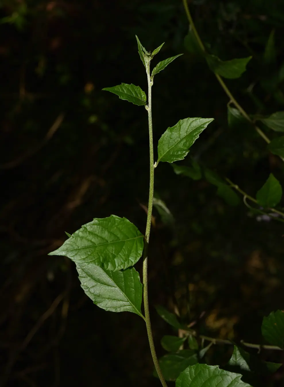 Cyrtocymura scorpioides (Lam.) H.Rob.