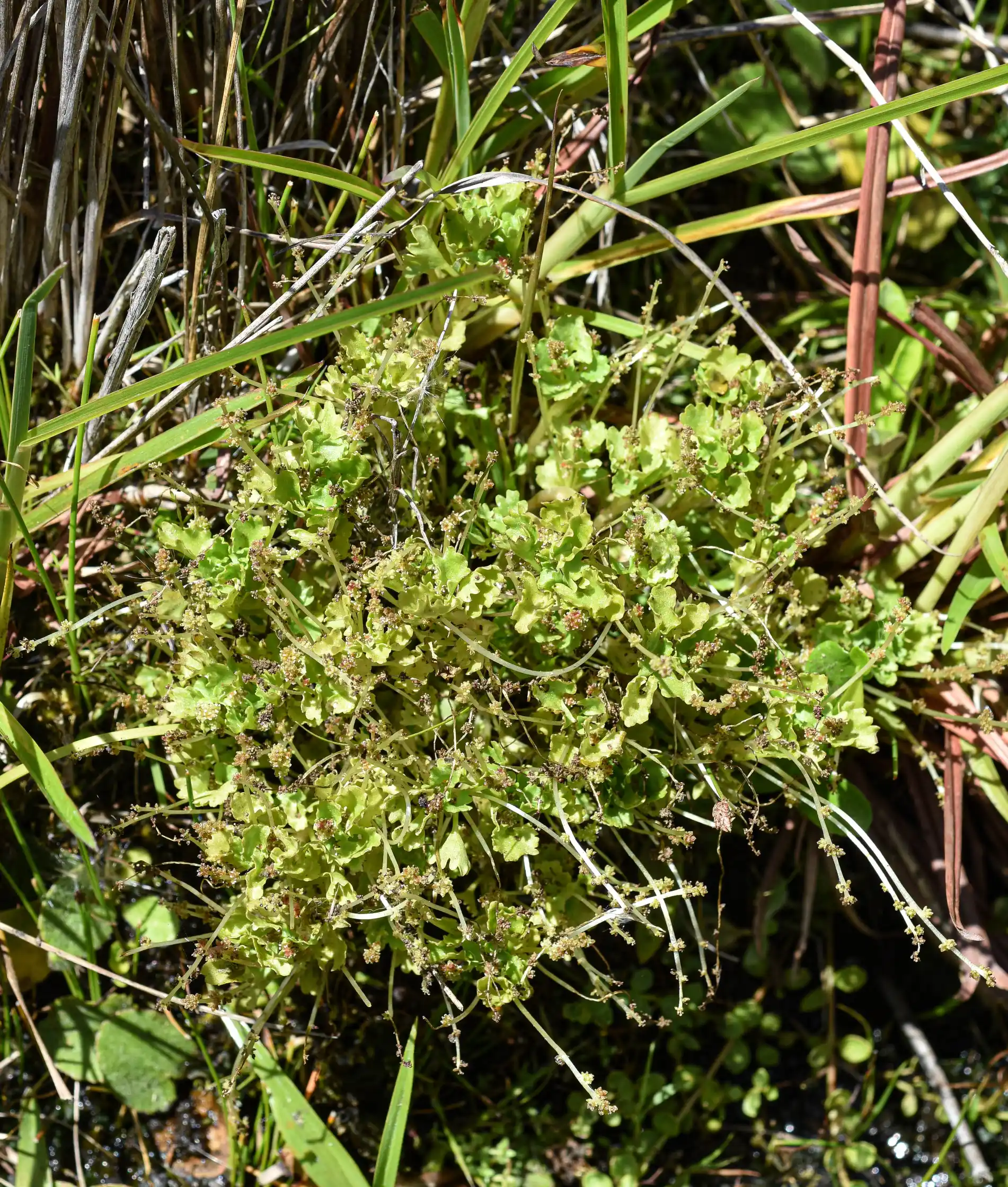 Gunnera herteri Osten