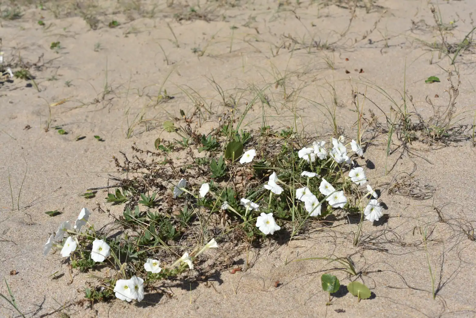 Petunia axillaris subsp. axillaris