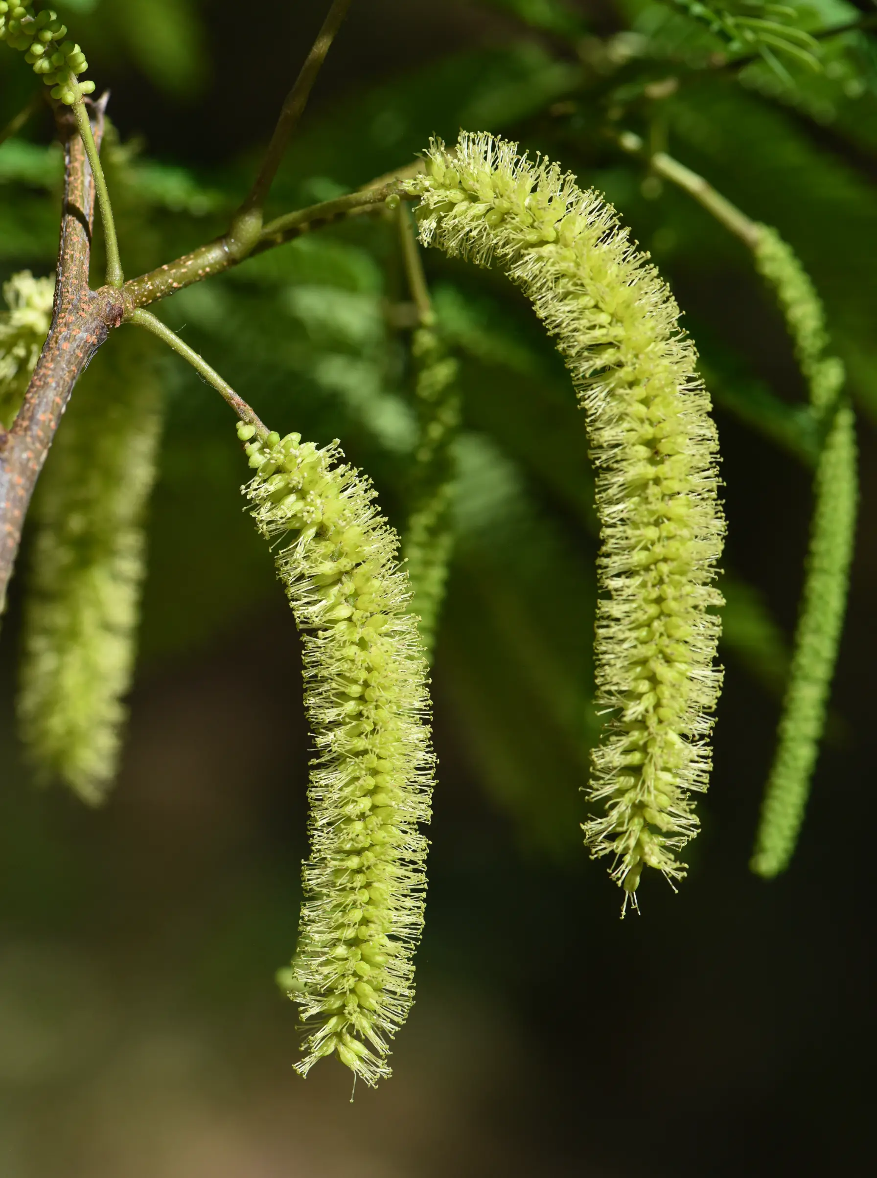 Parapiptadenia rigida (Benth.) Brenan