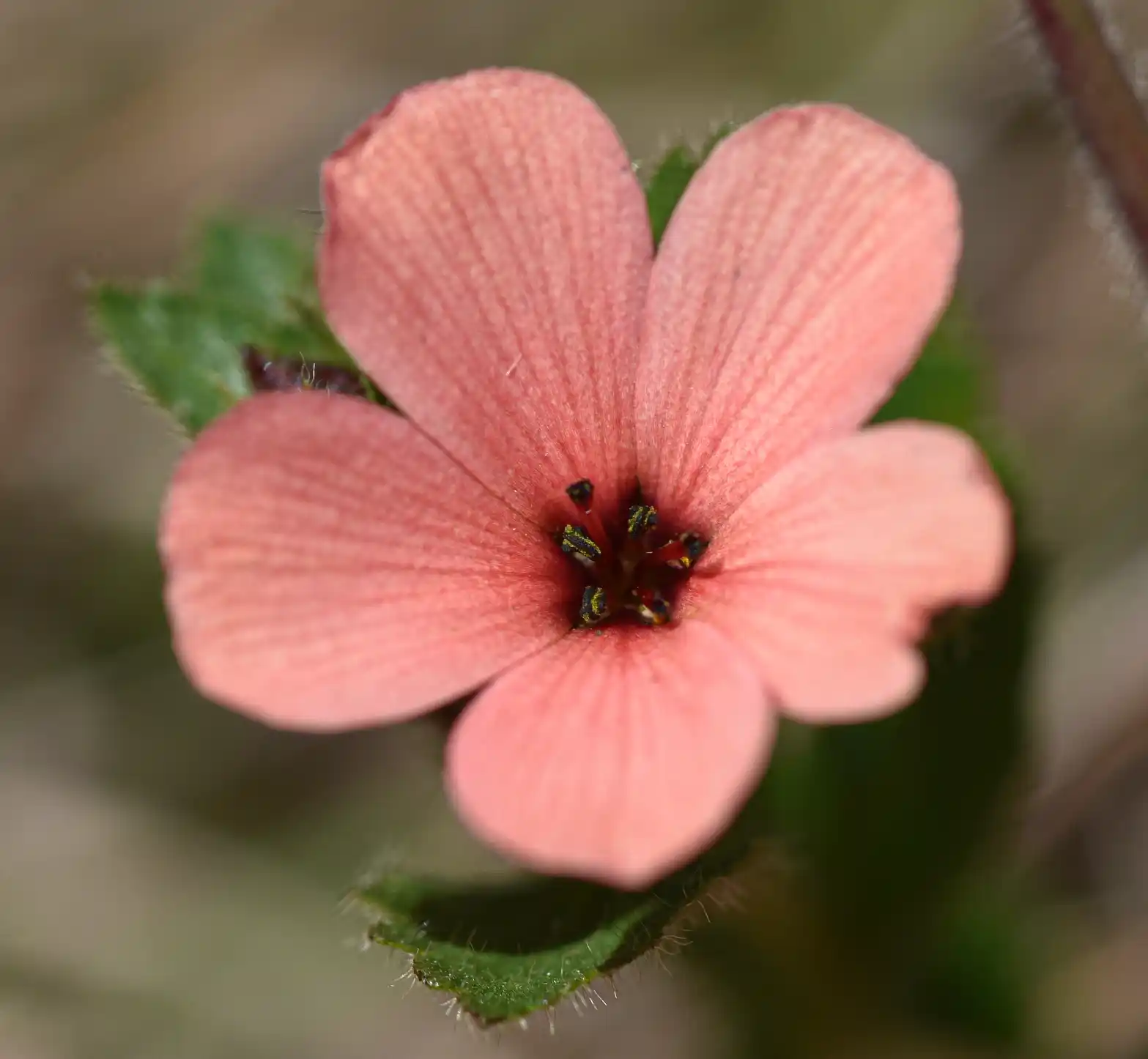 Turnera sidoides subsp. integrifolia (Griseb.) Arbo