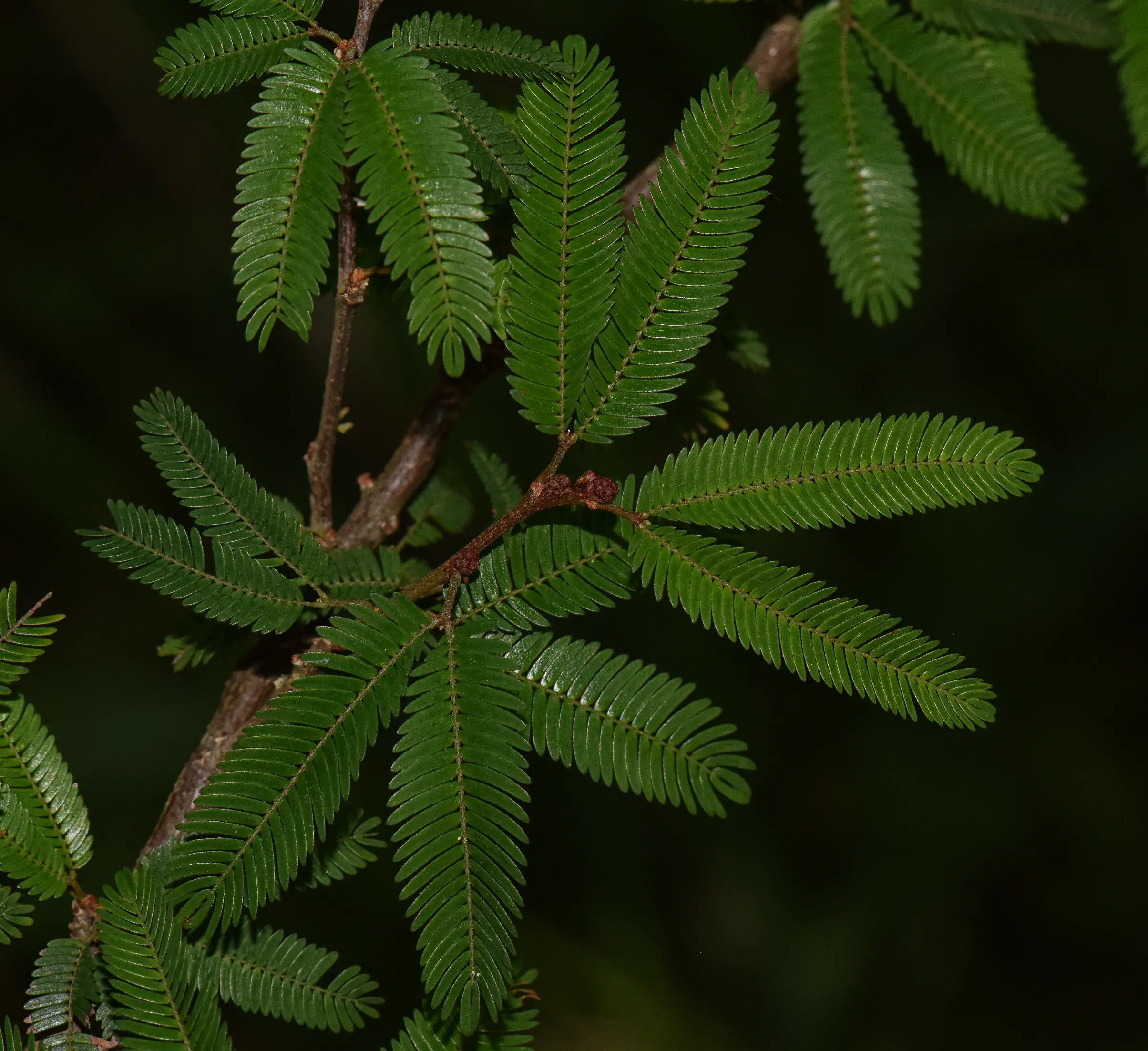Calliandra selloi (Spreng.) J.F.Macbr.