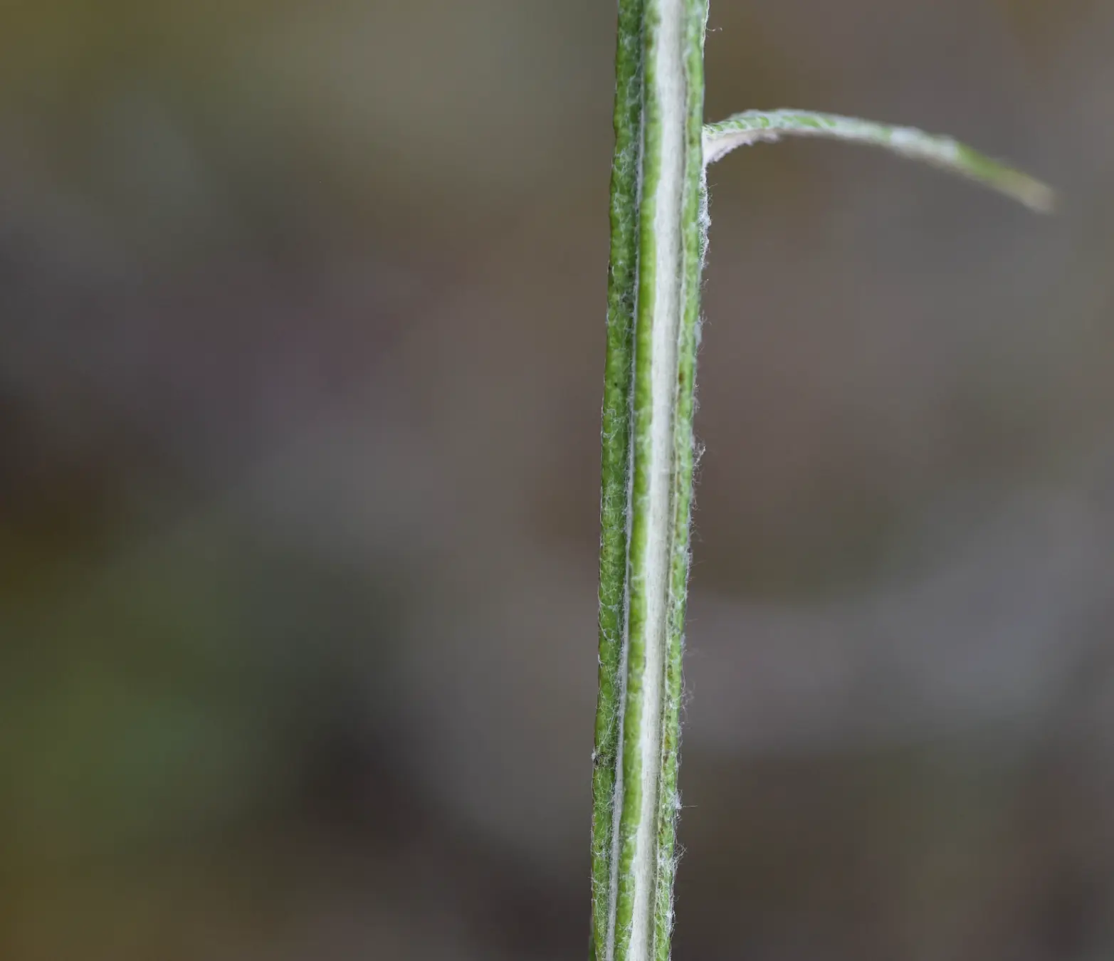 Pterocaulon lorentzii Malme