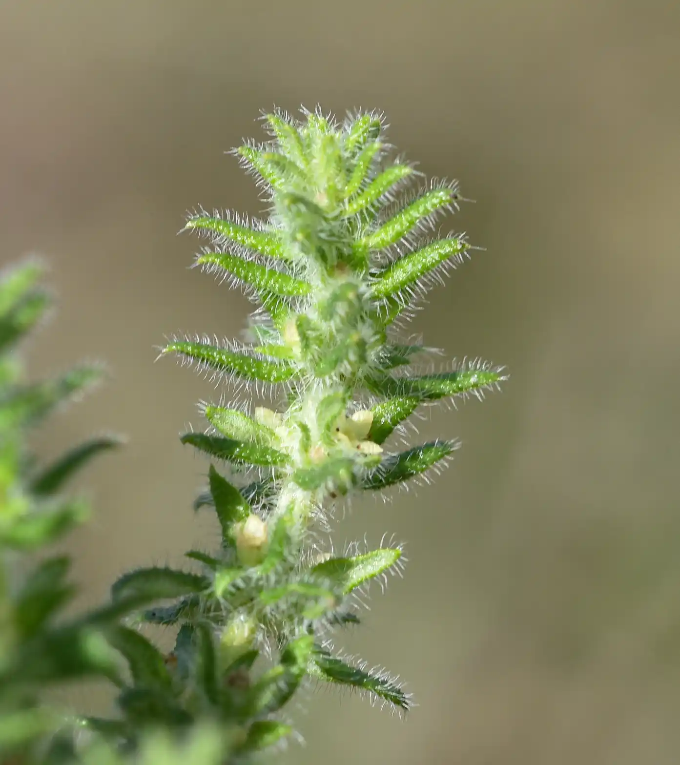 Trichogalium hirtum (Lam.) Kadereit & Schneew.