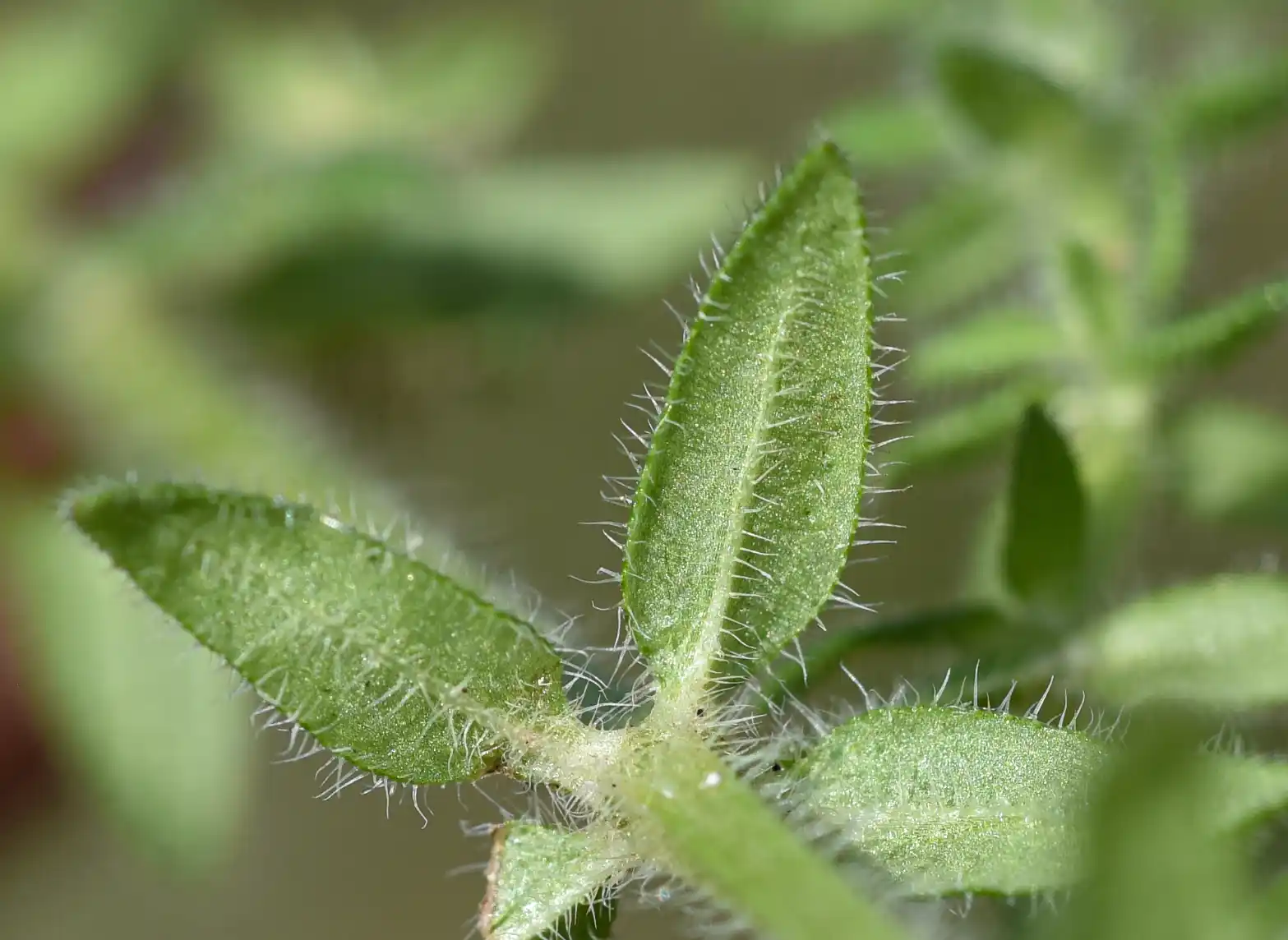 Trichogalium hirtum (Lam.) Kadereit & Schneew.
