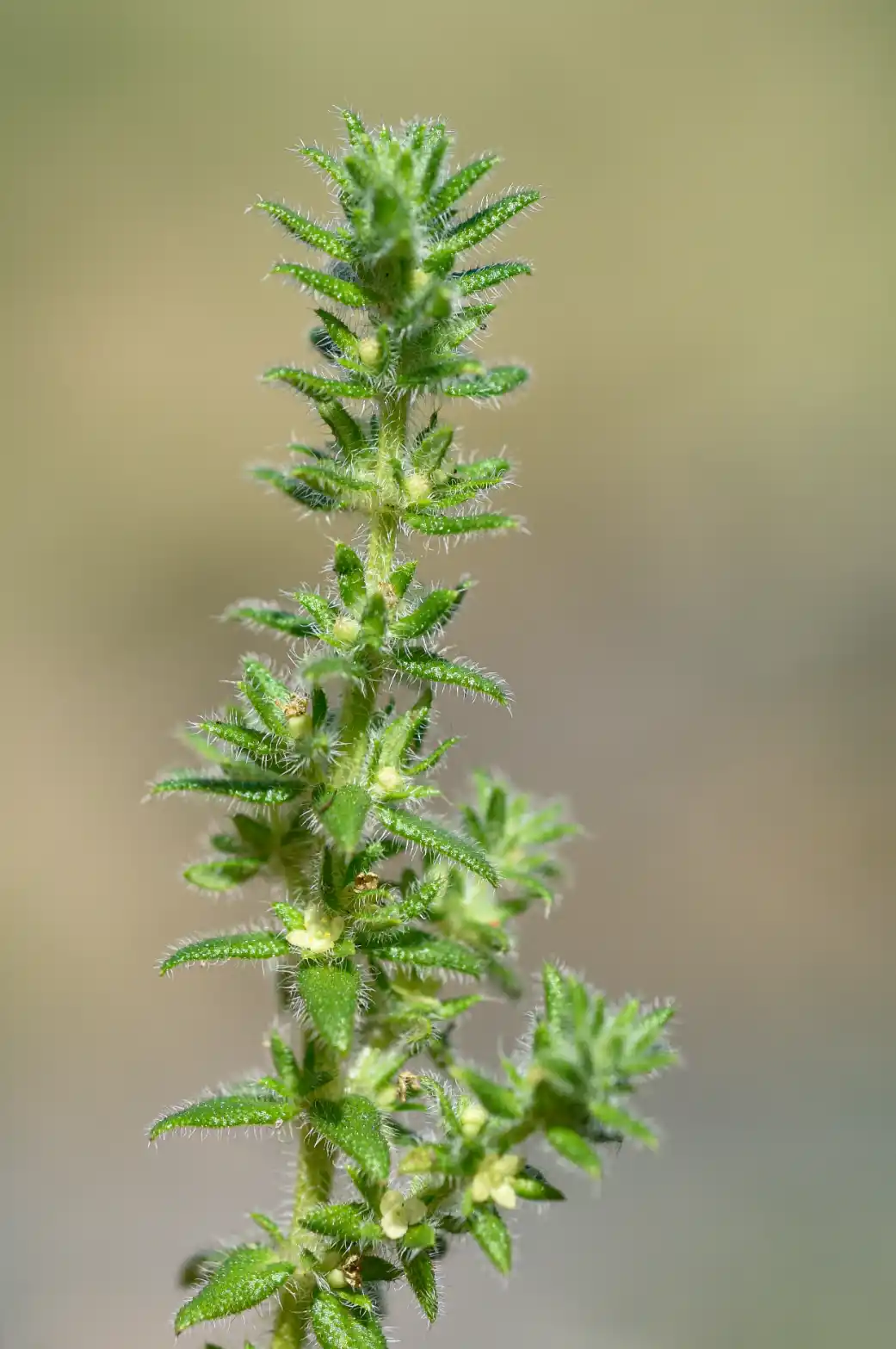Trichogalium hirtum (Lam.) Kadereit & Schneew.