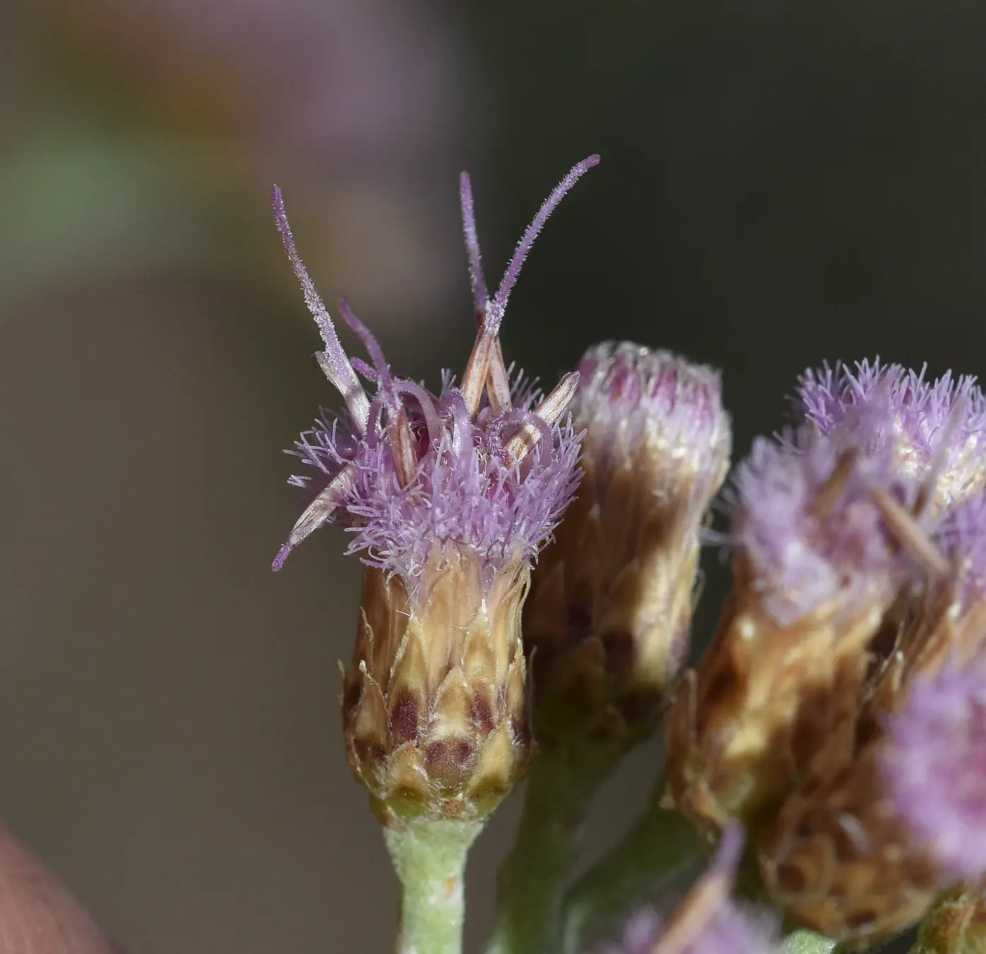 Tessaria absinthioides (Hook. & Arn.) DC.